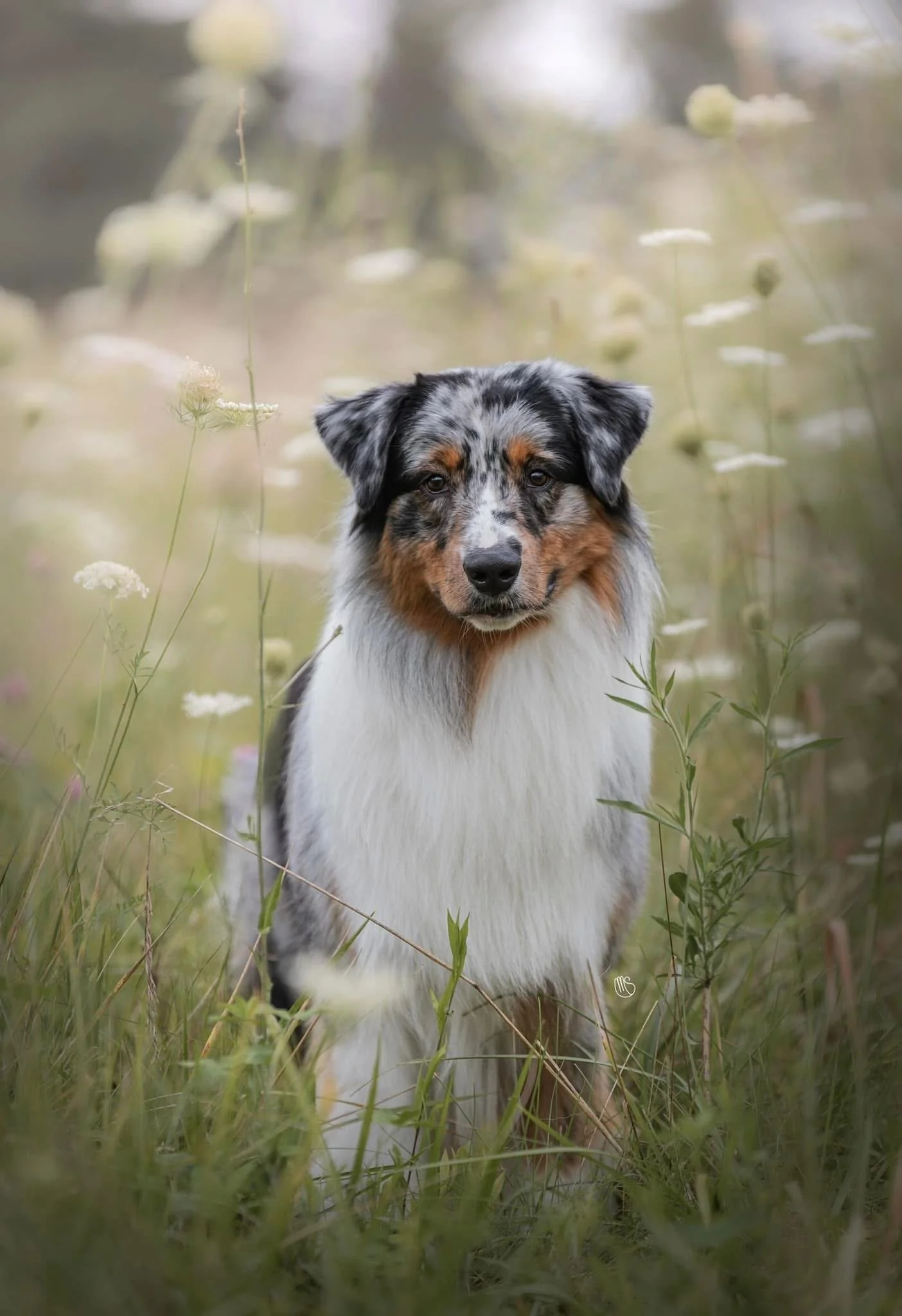 An Australian Shepherd dog with a merle coat pattern standing in a field of tall grass and wildflowers.