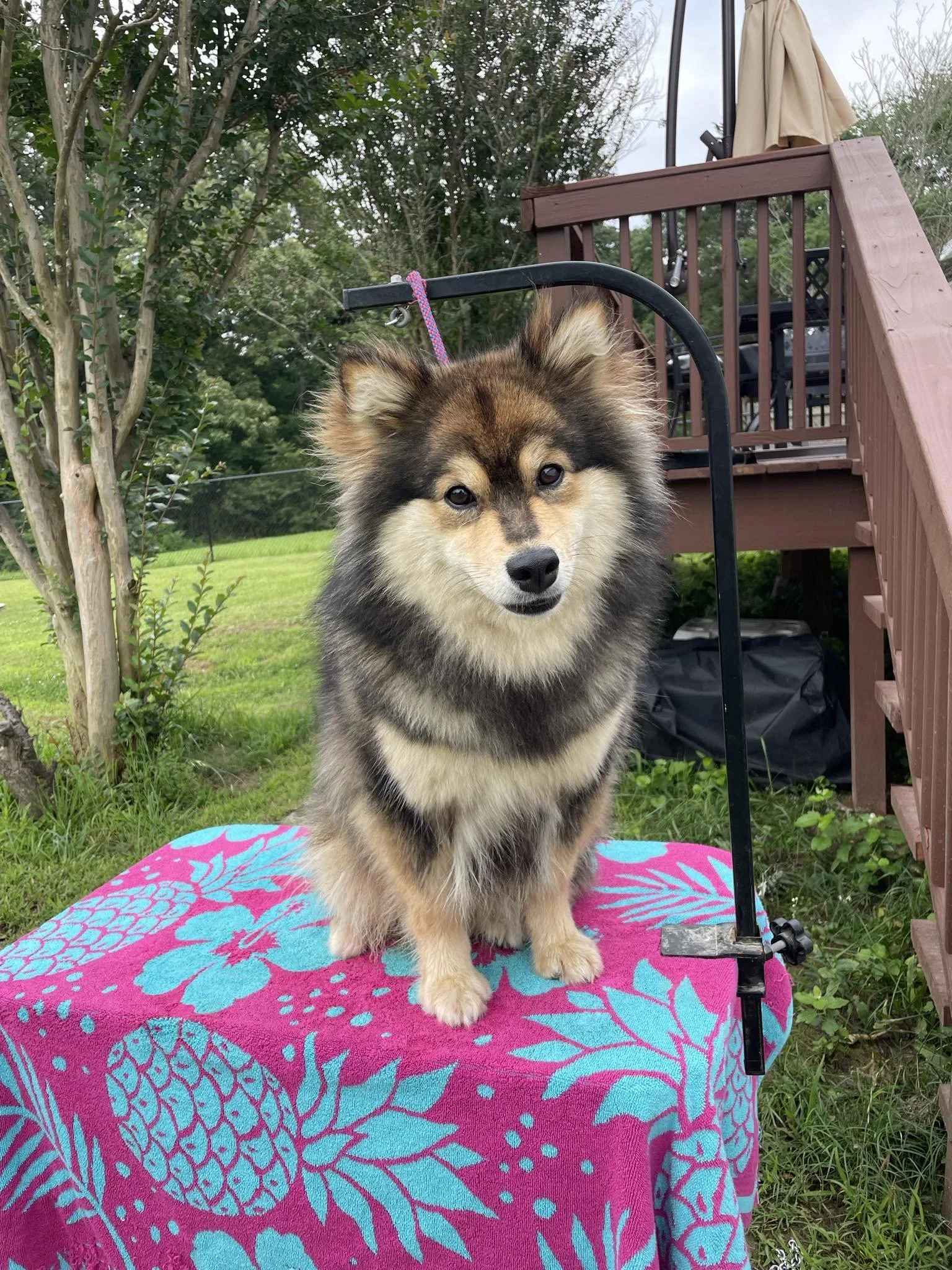 A fluffy Finnish Lapphund puppy with a black, brown, and cream coat, sitting on a pink and blue floral towel outside on a table, in front of a wooden deck and green trees.