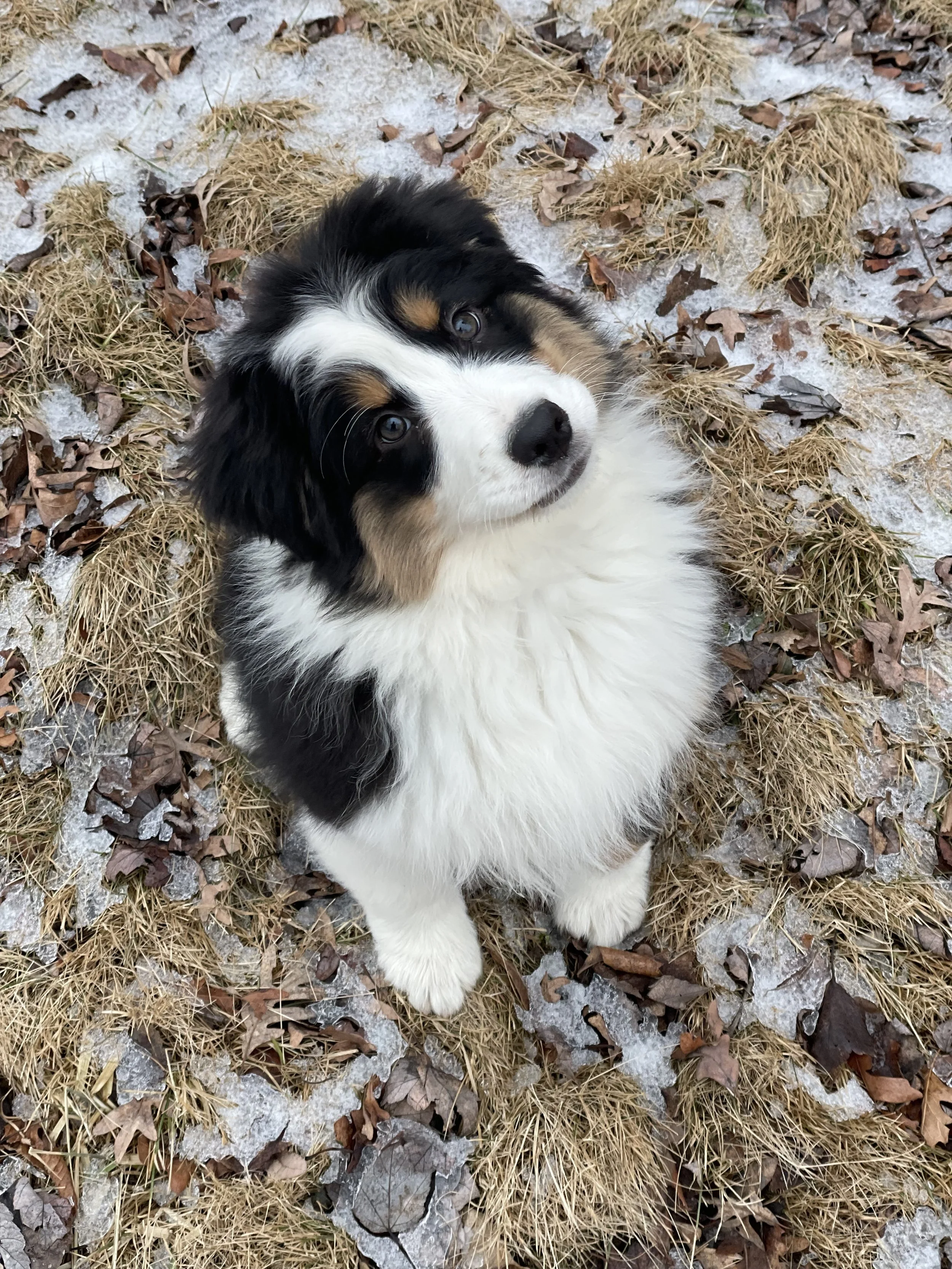 A cute Australian Shepherd puppy with black, white, and tan fur, sitting on a patch of grass and leaves with some patches of snow, looking up.