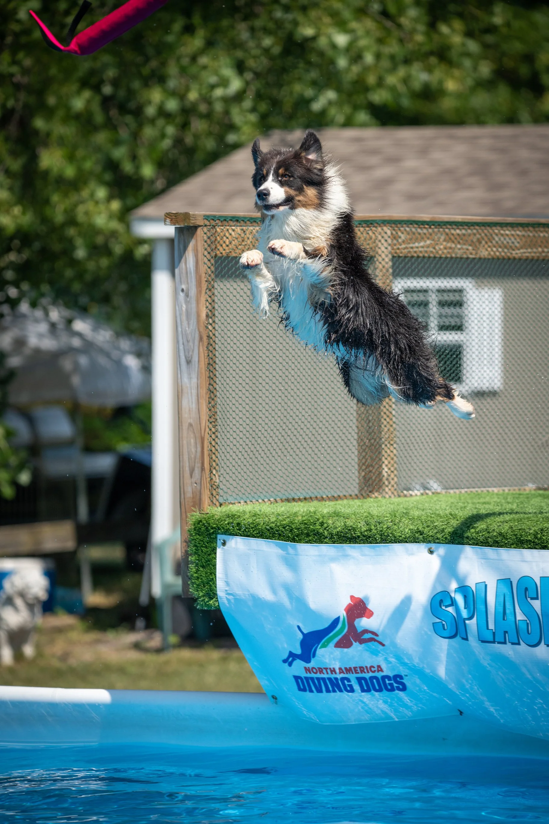 Australian Shepherd jumping into a pool at a dog diving event, with water splashing around, and an event banner reading "North America Diving Dogs" in the foreground.