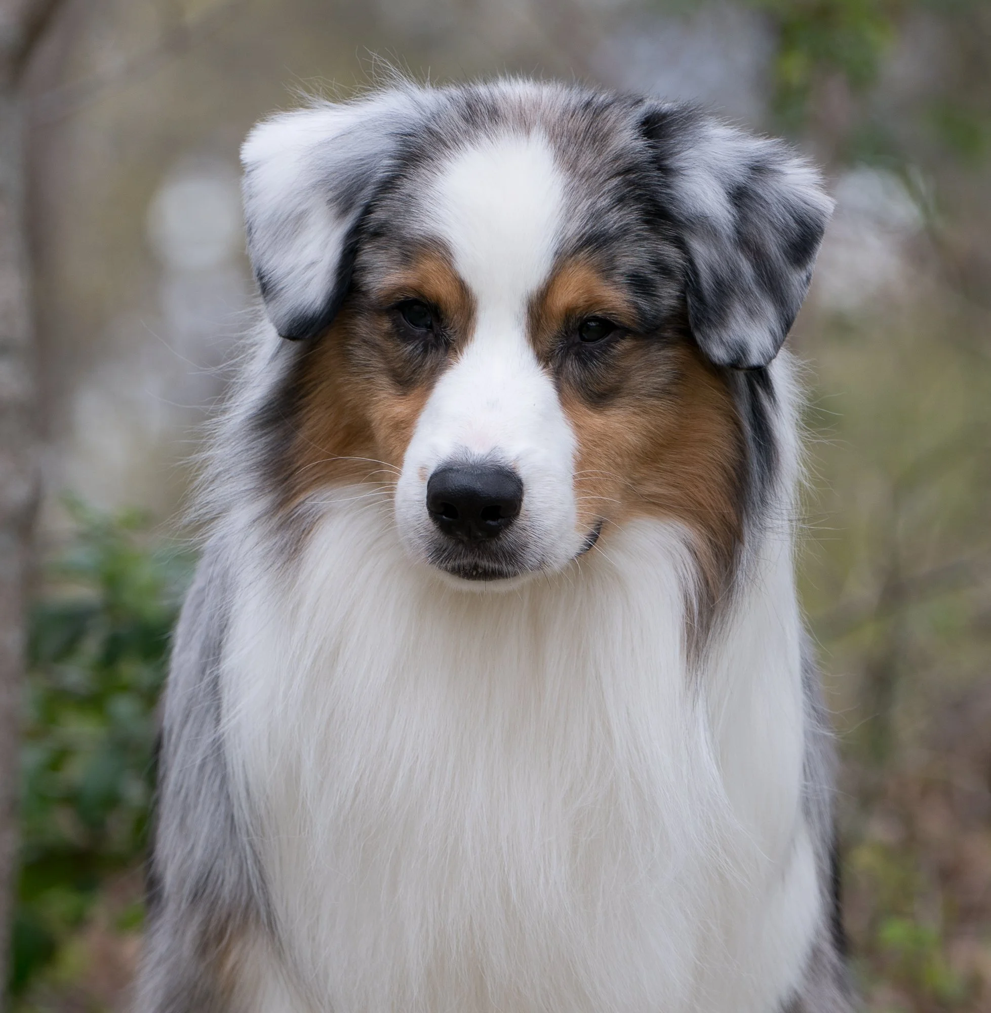 Close-up of an Australian Shepherd dog with a merle coat pattern, standing outdoors with a blurred natural background.