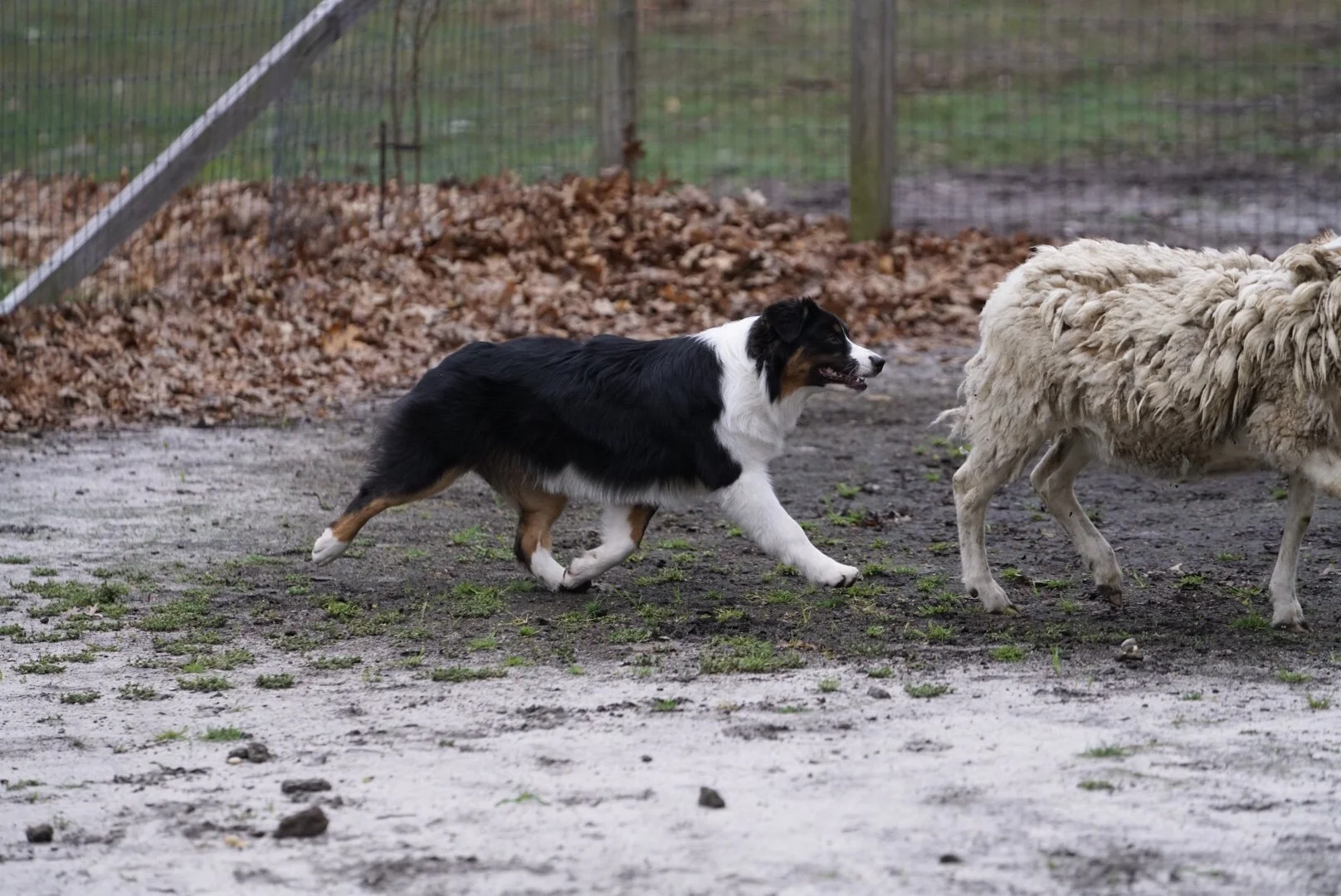 Australian Shepherd dog chasing a sheep outdoors on muddy ground, in a fenced area.