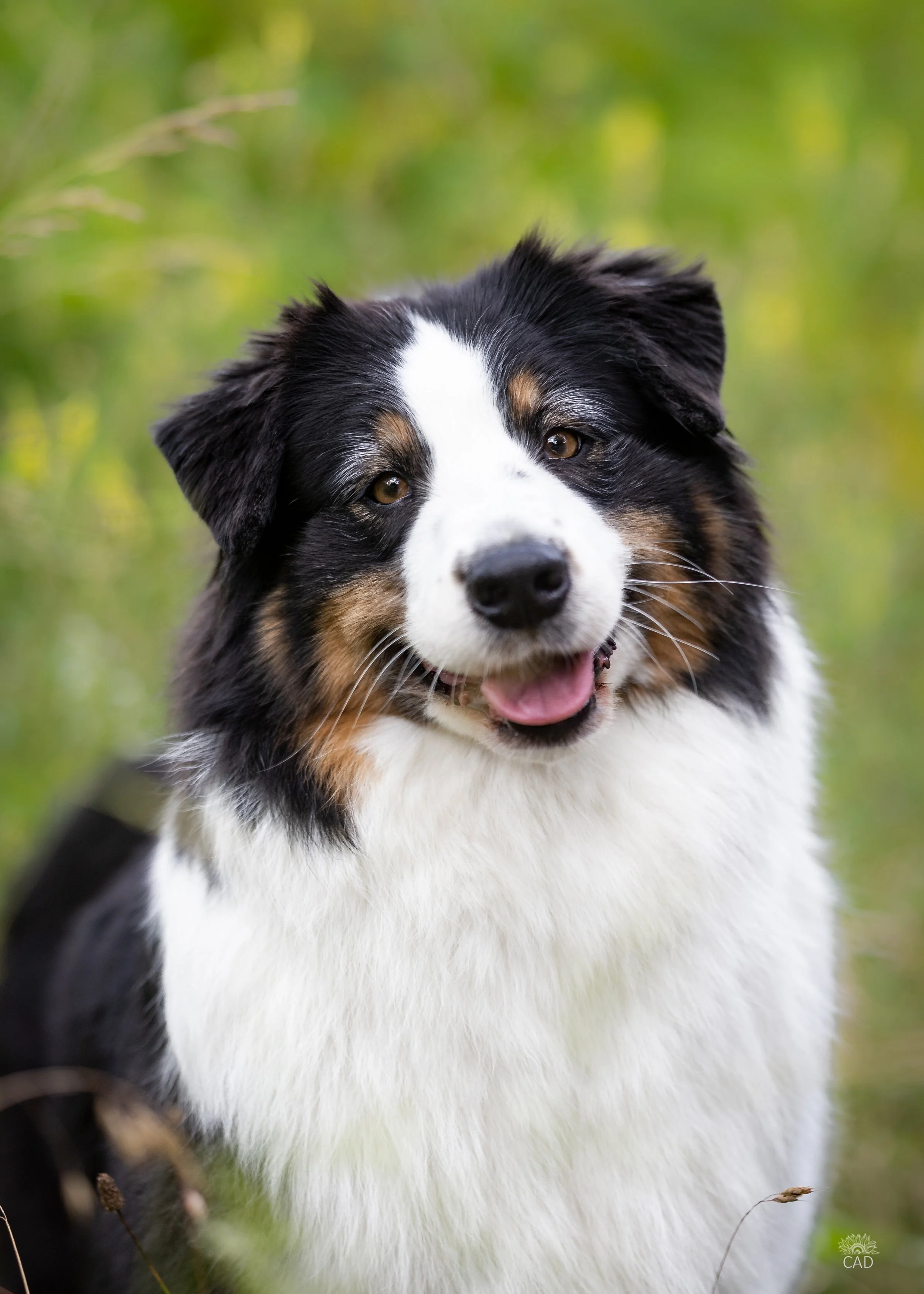 A happy Australian Shepherd puppy with black, white, and tan fur in a natural outdoor setting.