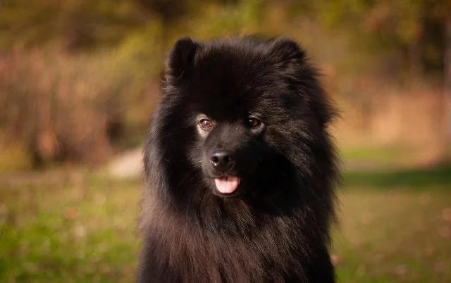 A black fluffy Finnish Lapphund with a small pink tongue sticking out, outdoors with trees and grass in the background.