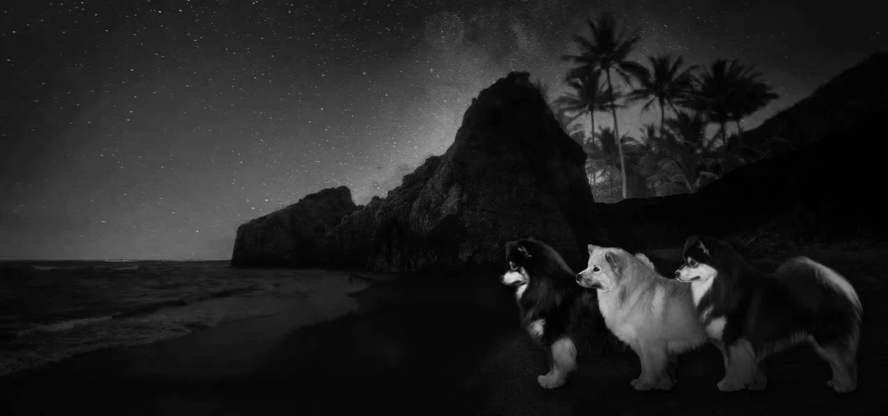 Nighttime beach scene with starry sky, large rock formation, and silhouettes of palm trees in the background. Three Finnish Lapphund standing on the beach in foreground.