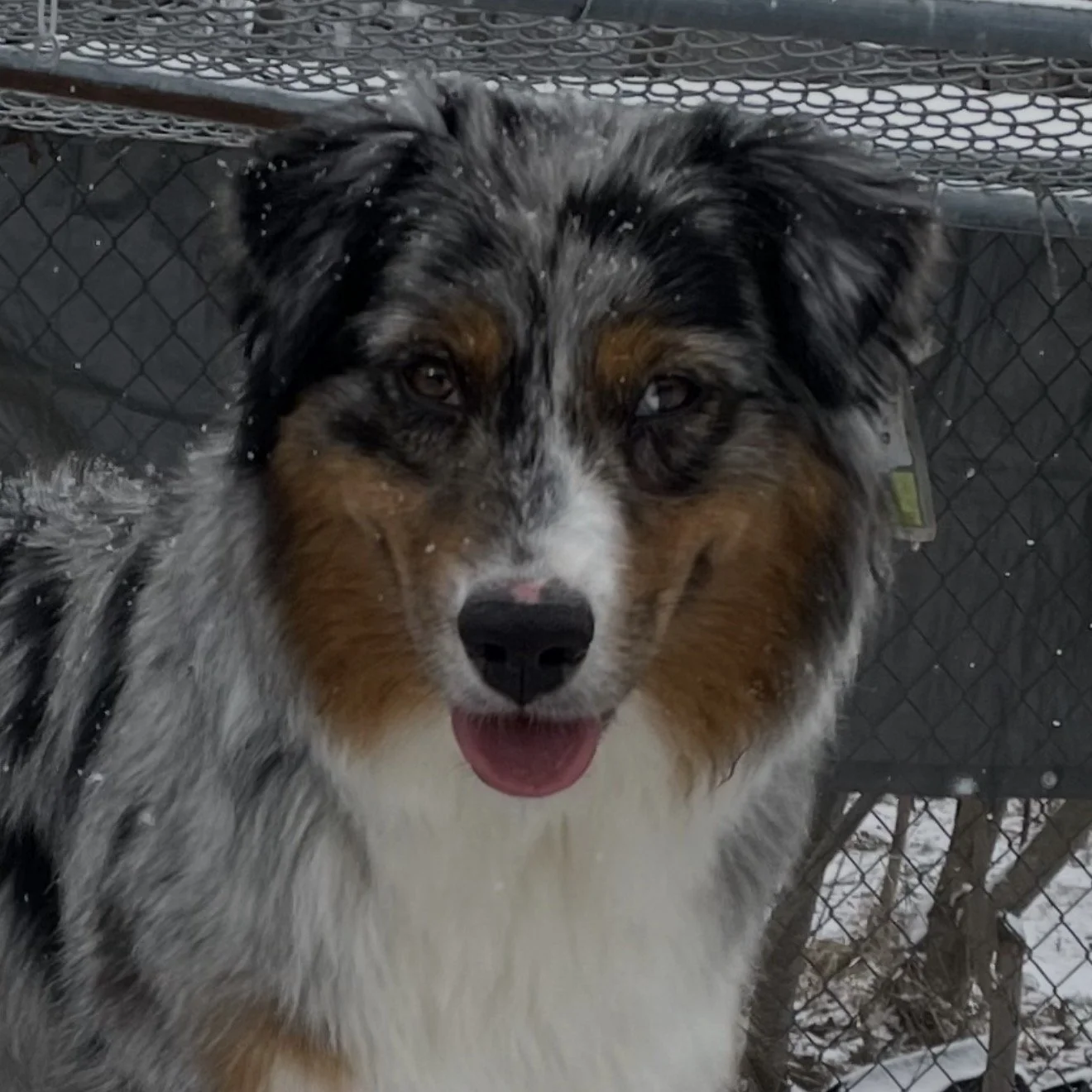 Australian Shepherd dog with a speckled black, white, and tan coat, standing outdoors in snow.