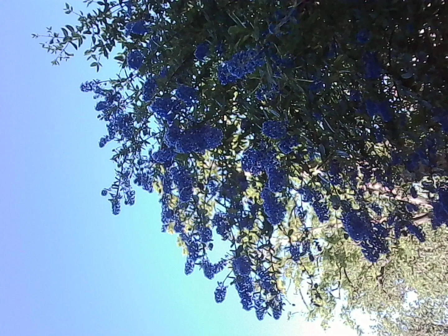 PICT0060.jpg