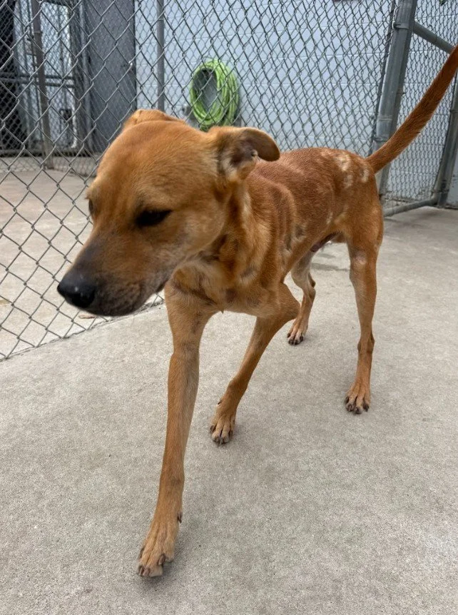 A brown dog with a black nose standing on a concrete floor in front of a chain-link fence.