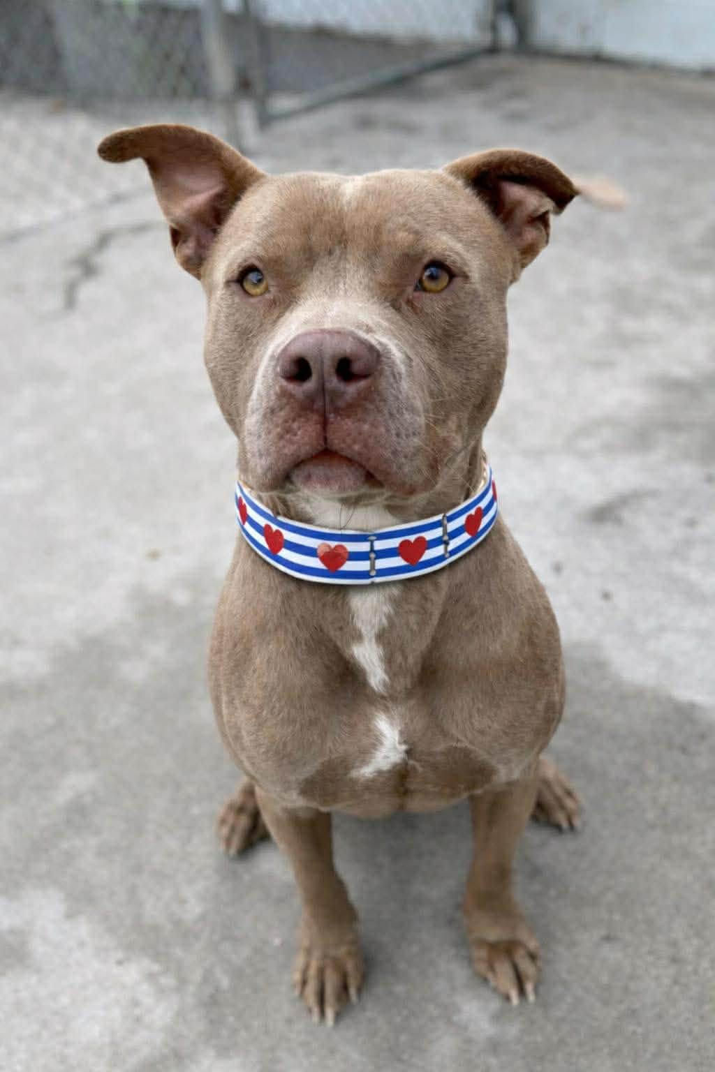 A brown dog with a white patch on its chest sitting outdoors on a gray concrete surface, wearing a blue and white striped collar with red hearts.