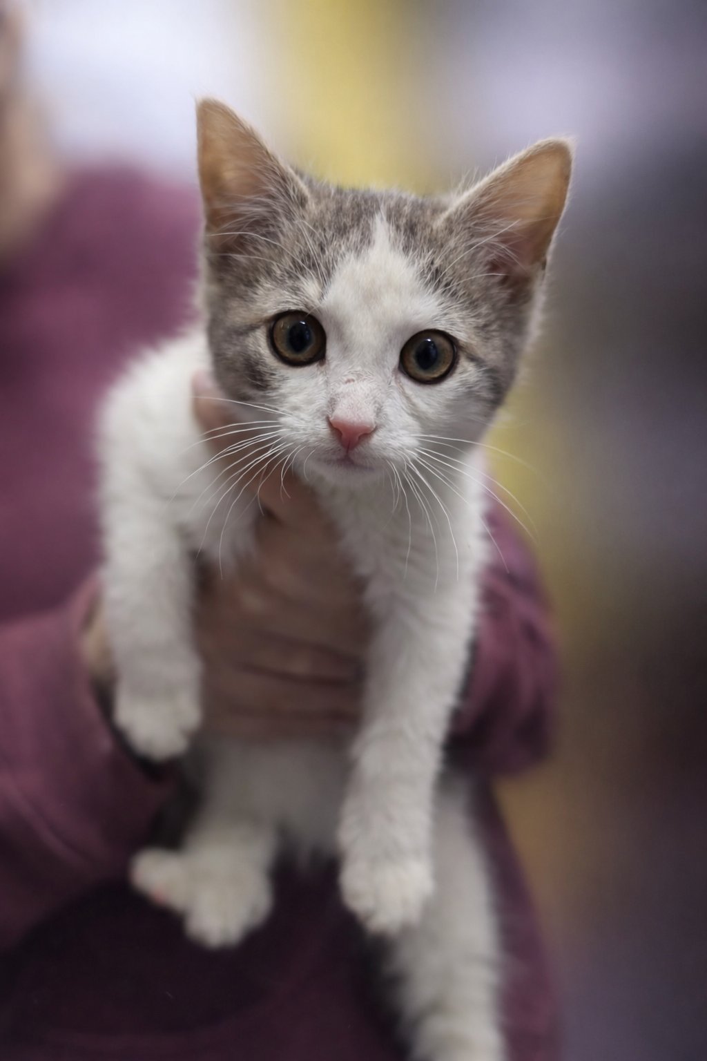 A curious gray and white kitten being held up, looking directly at the camera.