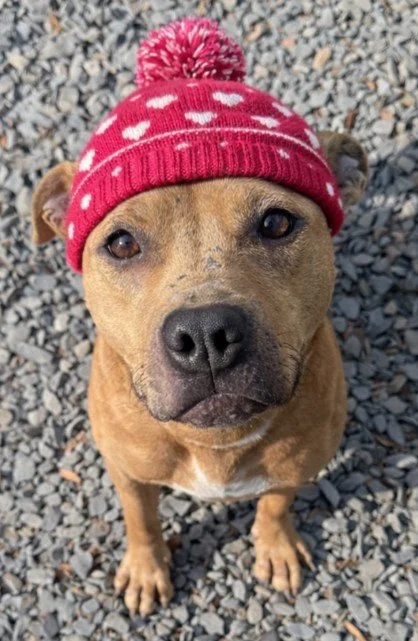 A small tan dog wearing a pink knit hat with white polka dots and a pom-pom, standing on gravel.