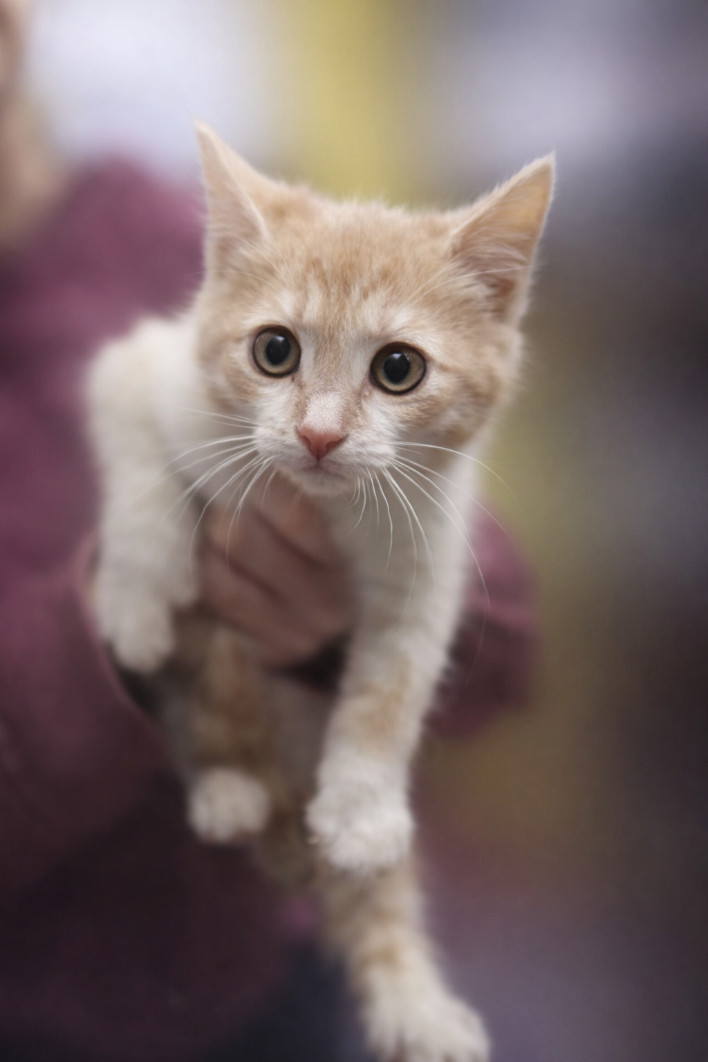 A close-up of an orange and white kitten being held by a person, with a blurred background.