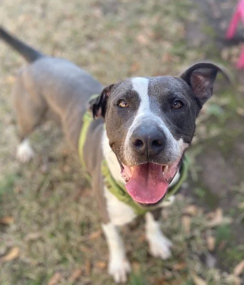 Smiling dog with black and white coat and a pink tongue, outdoors on grass.
