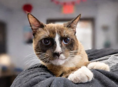 Close-up of a Siamese cat with blue eyes resting on a person's chest, indoors.