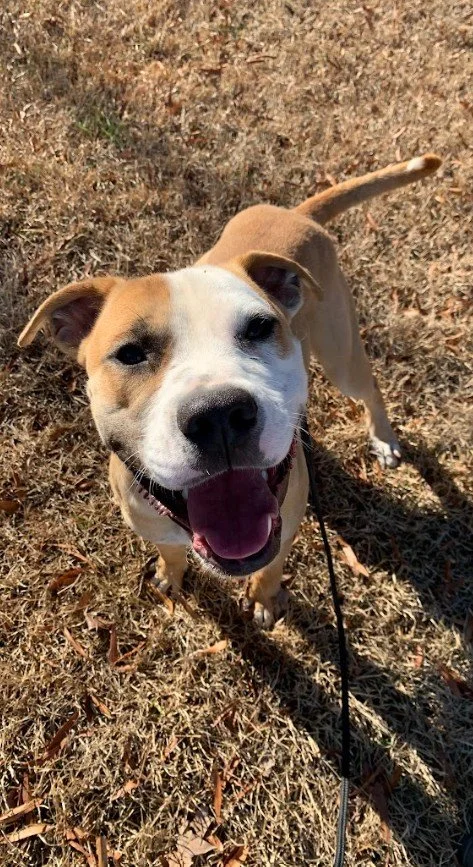 Smiling tan and white dog with a black nose standing outdoors on dry grass, looking up at the camera.