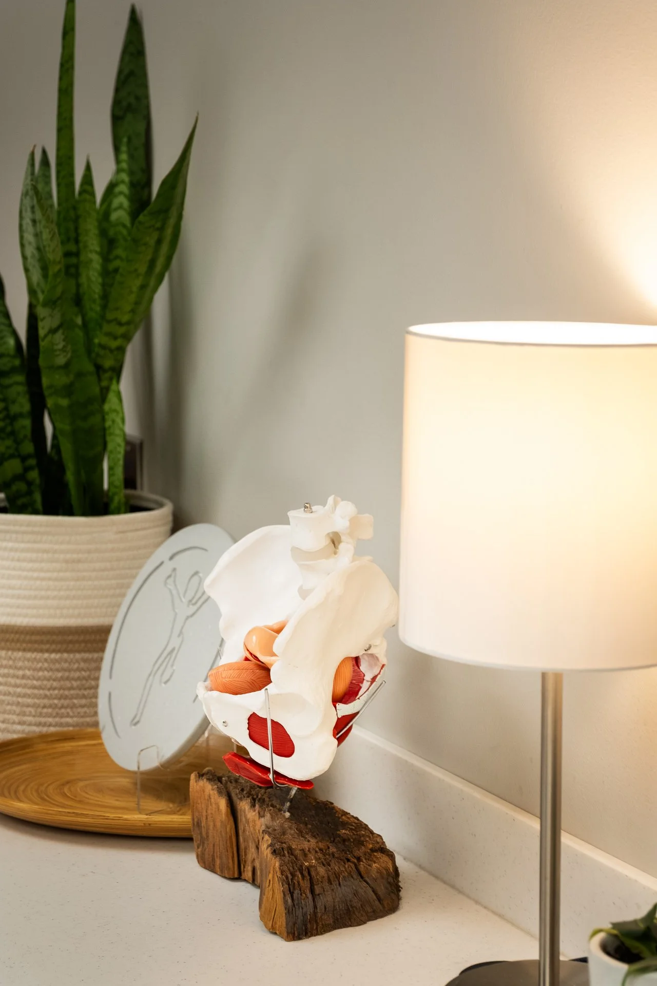 An anatomical model of a human pelvis with removable bones and muscles, placed on a wooden base on a desk next to a white lamp and a potted snake plant.