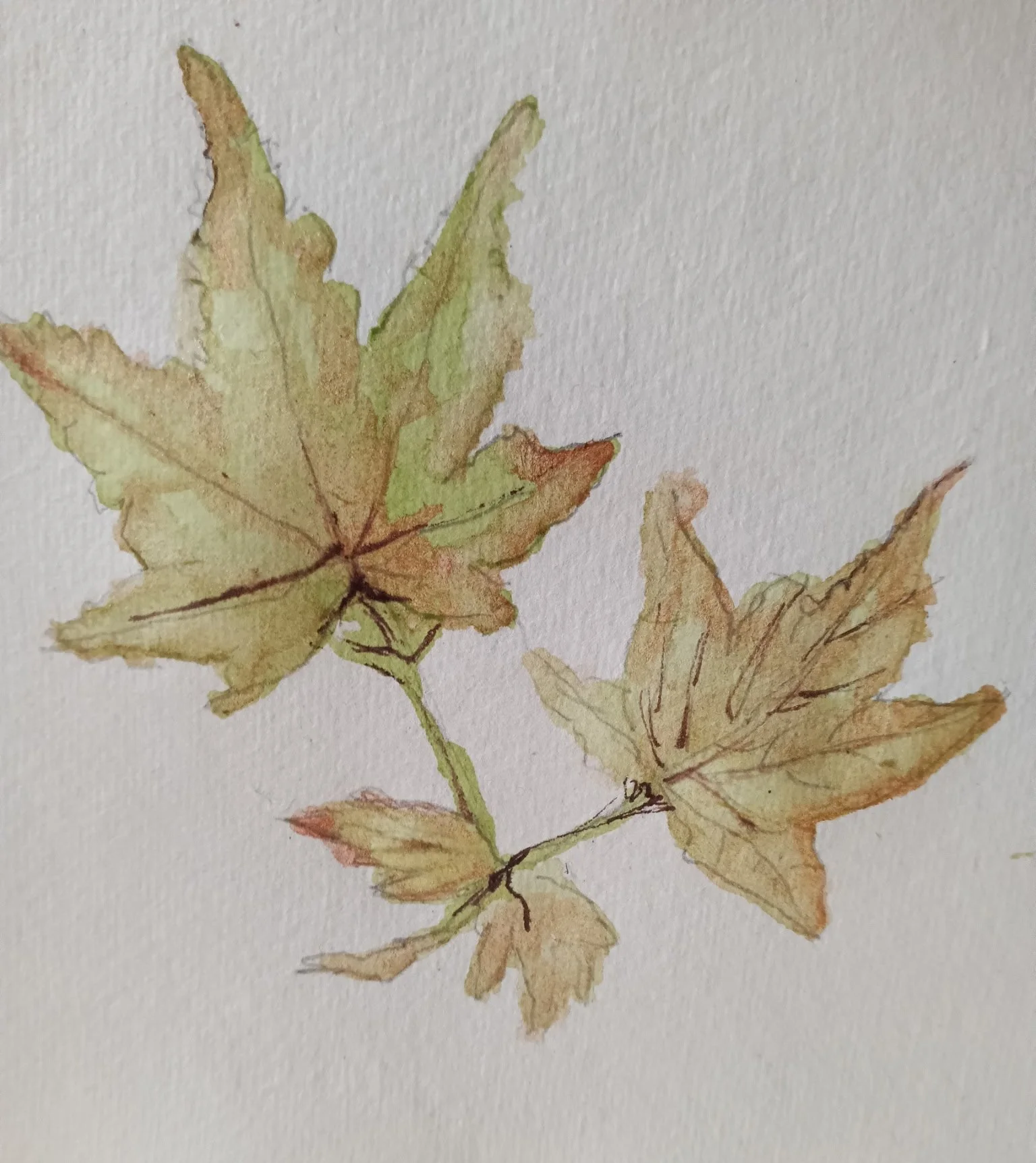 Watercolor Botanical Class: October 19th, 10:00-12:00 PM