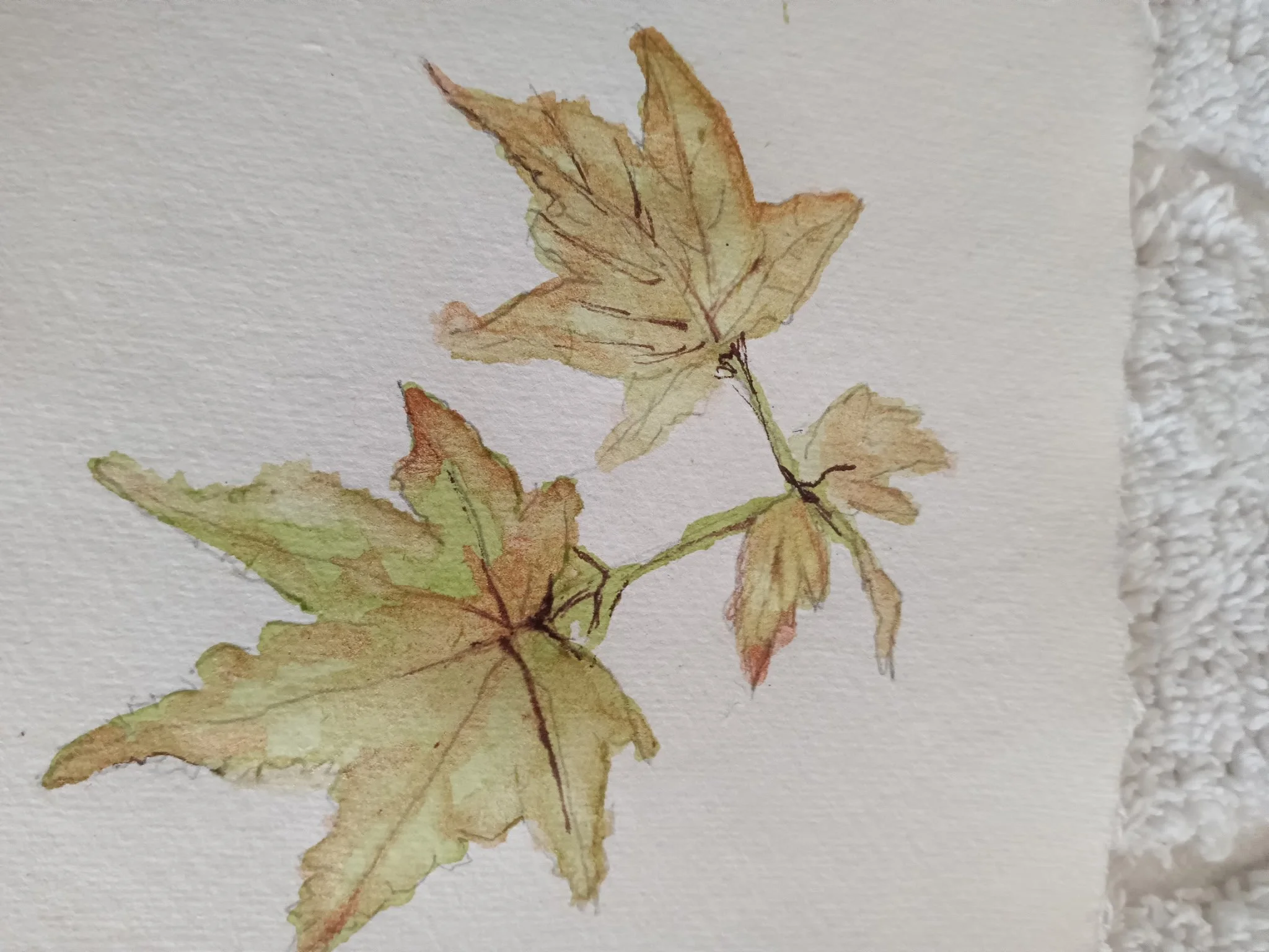 Watercolor Botanical Class: October 19th, 10:00-12:00PM