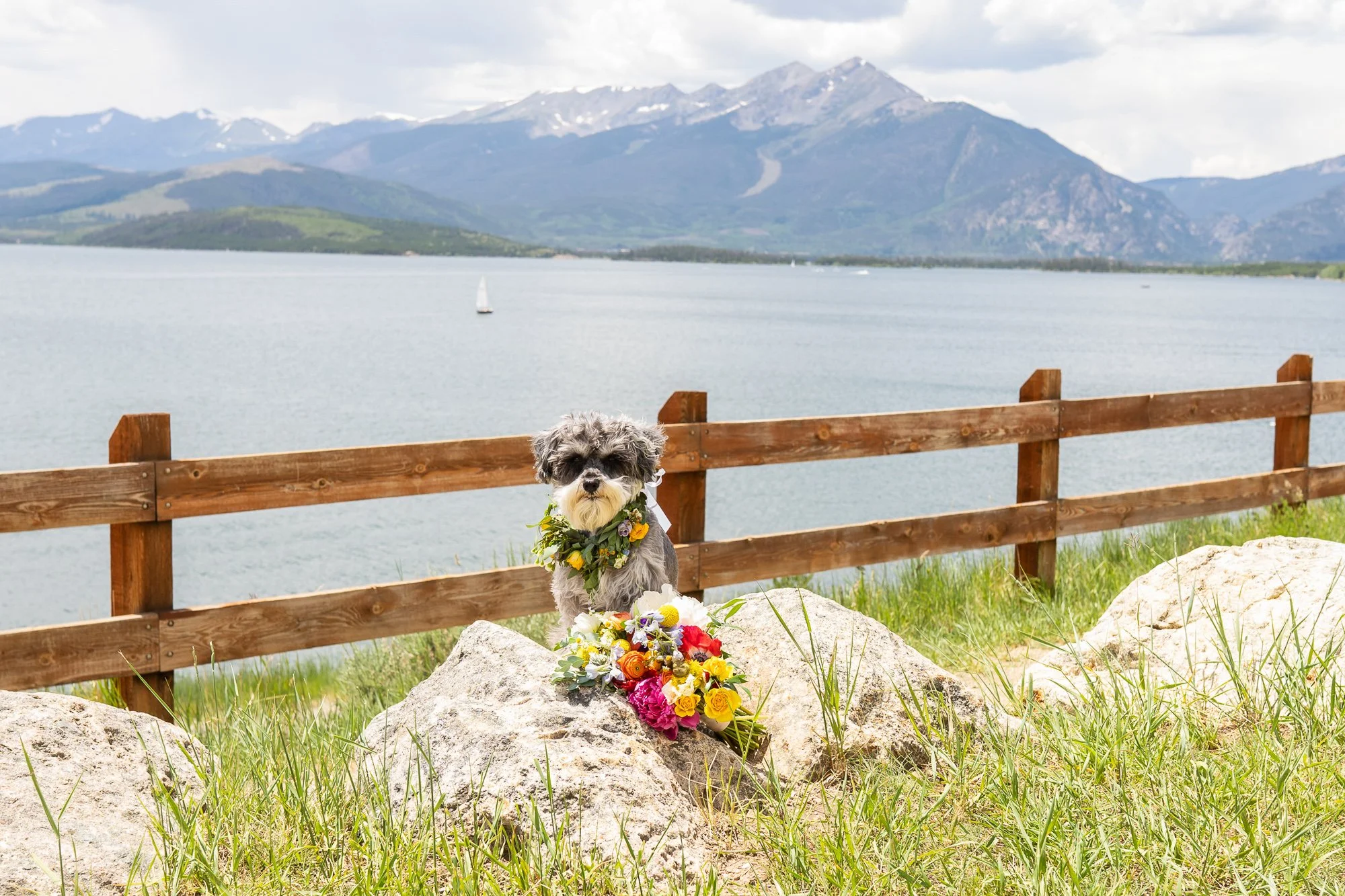 wedding dog and flowers.jpg