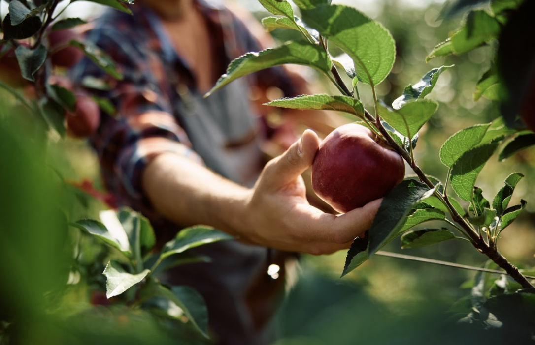 Apple Picking Season is here!