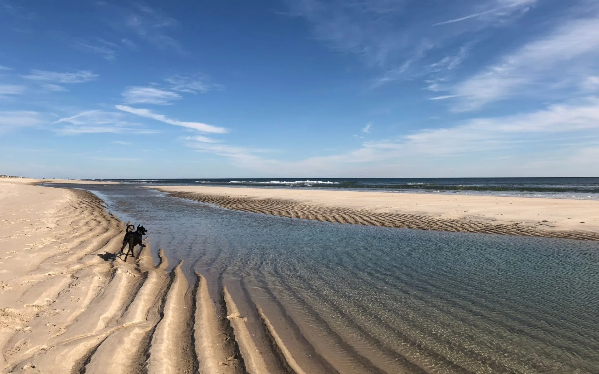 A black dog on a sandy beach near a shallow tidal pool, with the ocean and blue sky in the background.