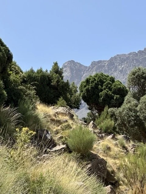 IMG_3783 Medium.jpeg