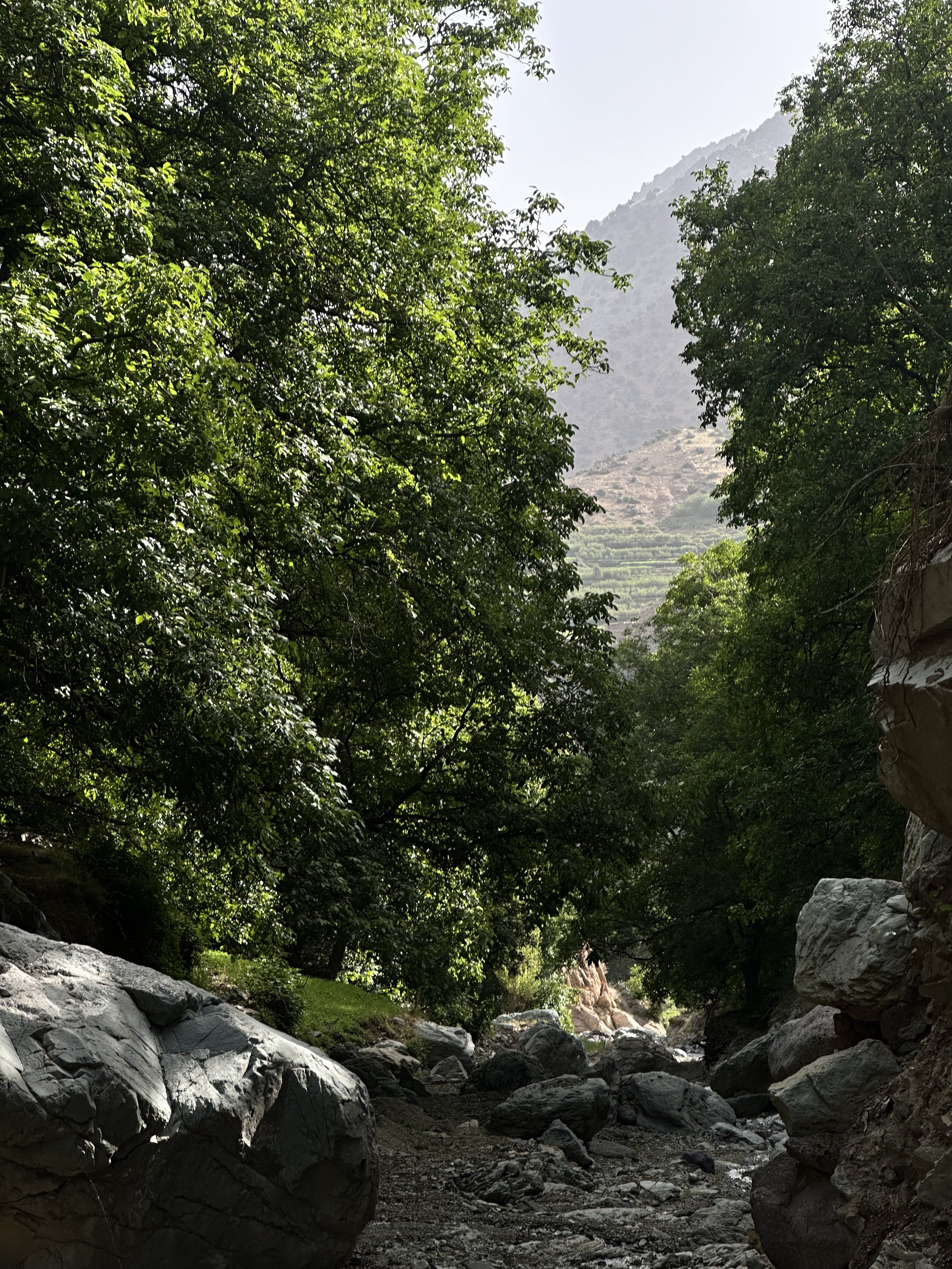 A rocky valley with large boulders, surrounded by dense green trees, with a mountain in the distance under a bright sky.