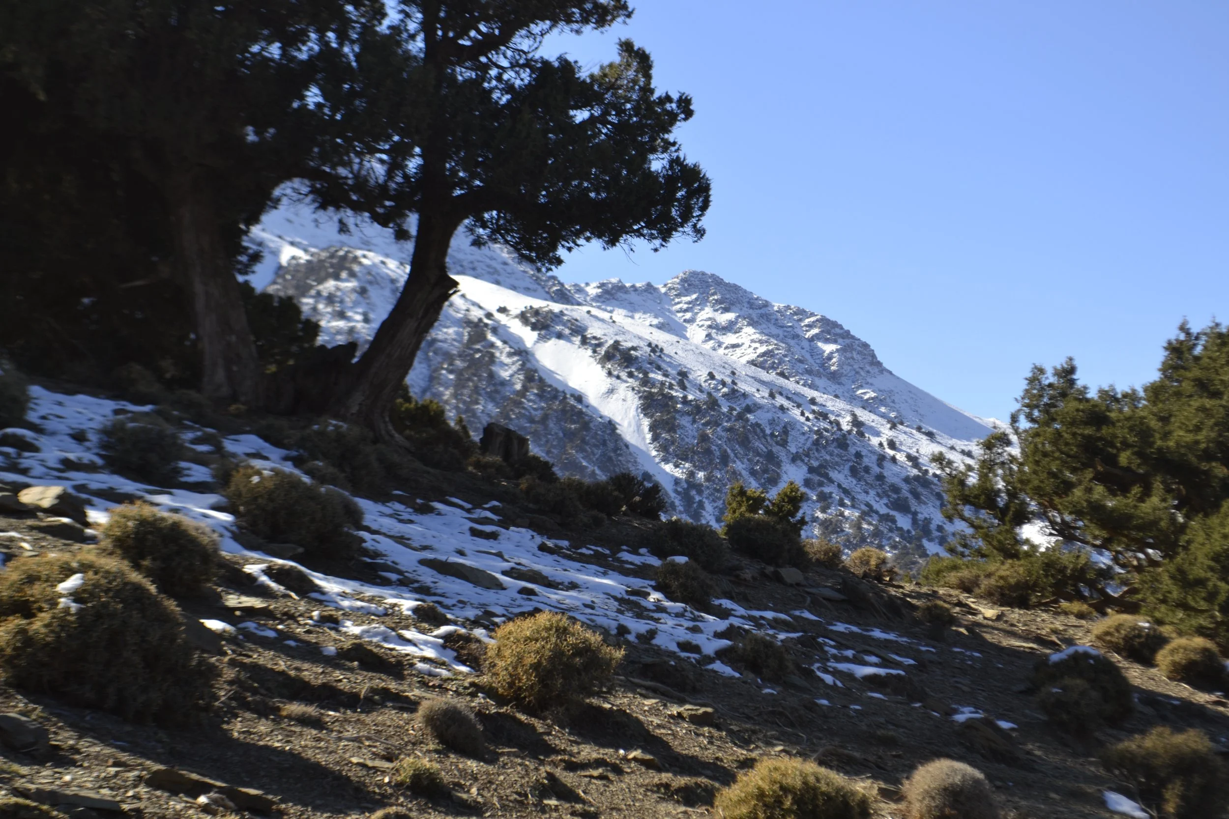 Snow-capped mountain with pine trees in the foreground under a clear blue sky.