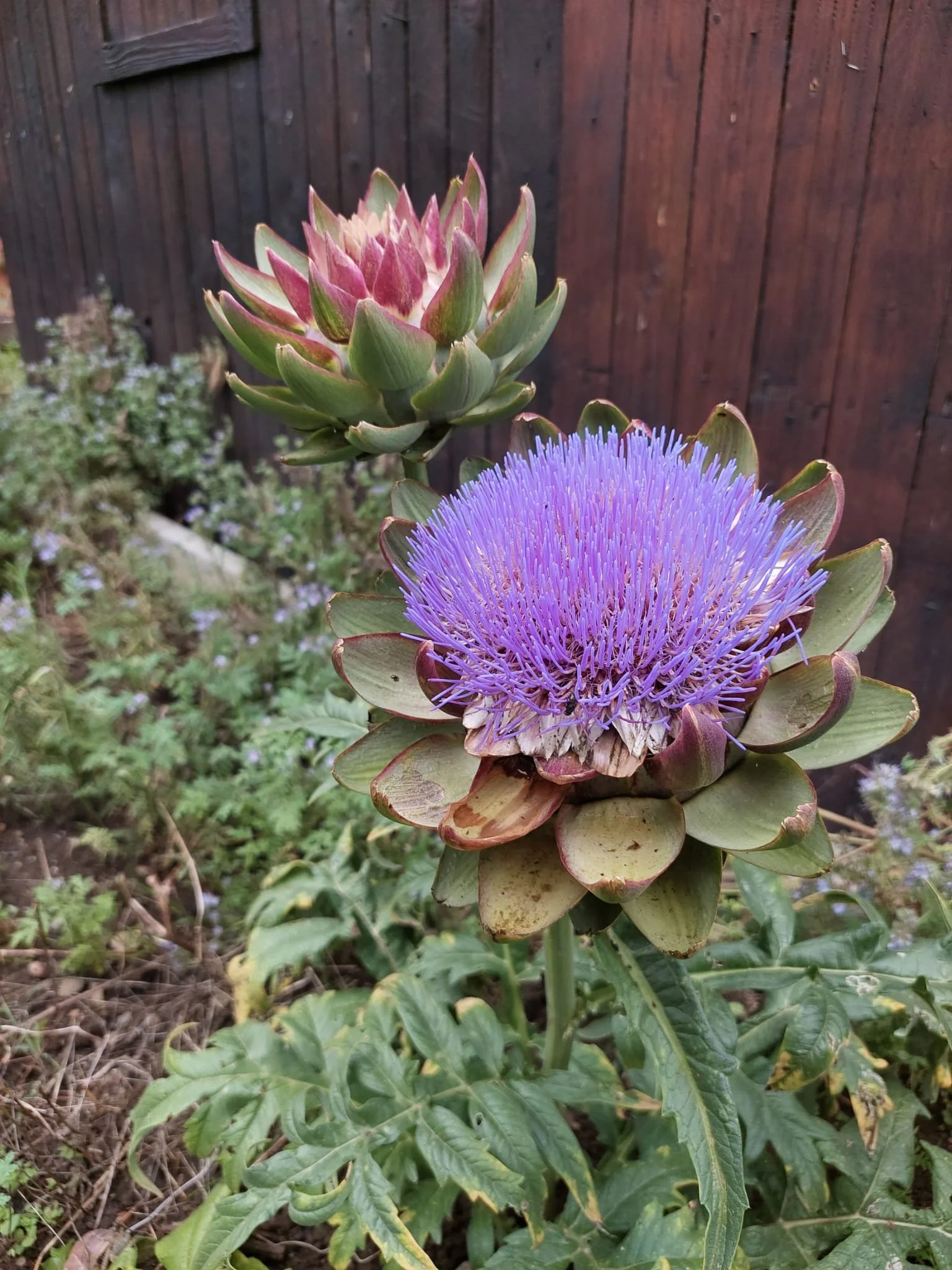 blühende Artischocke