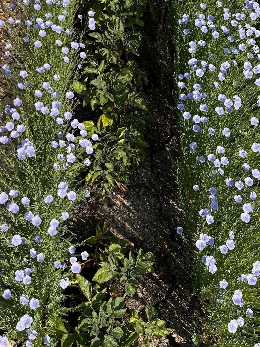 Gründüngung
