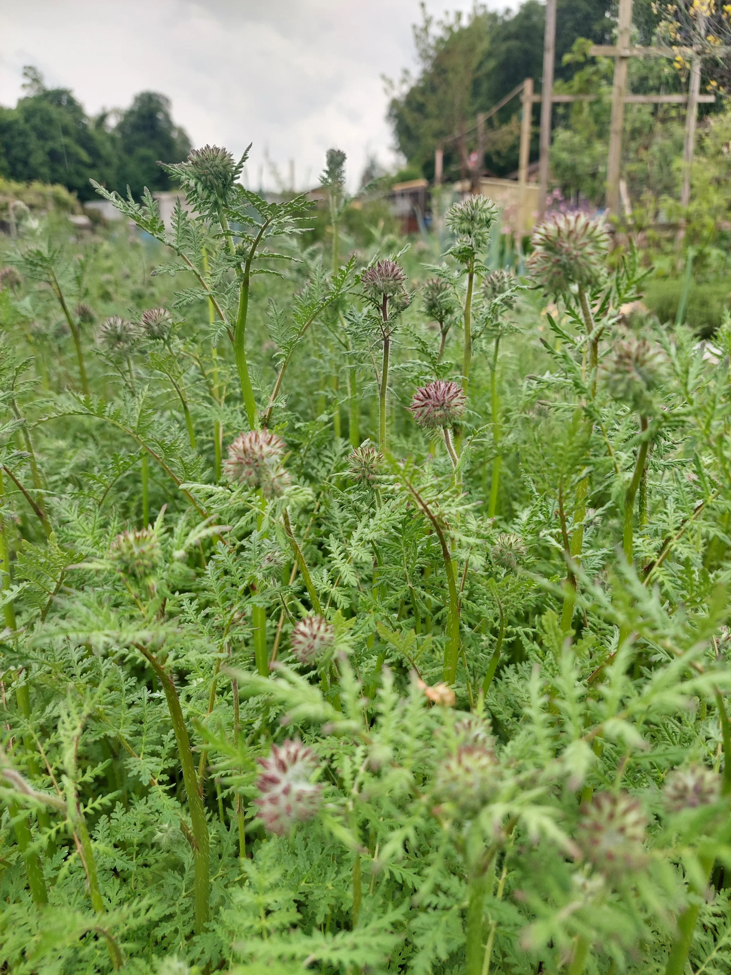 Phacelia kurz vor Blüte
