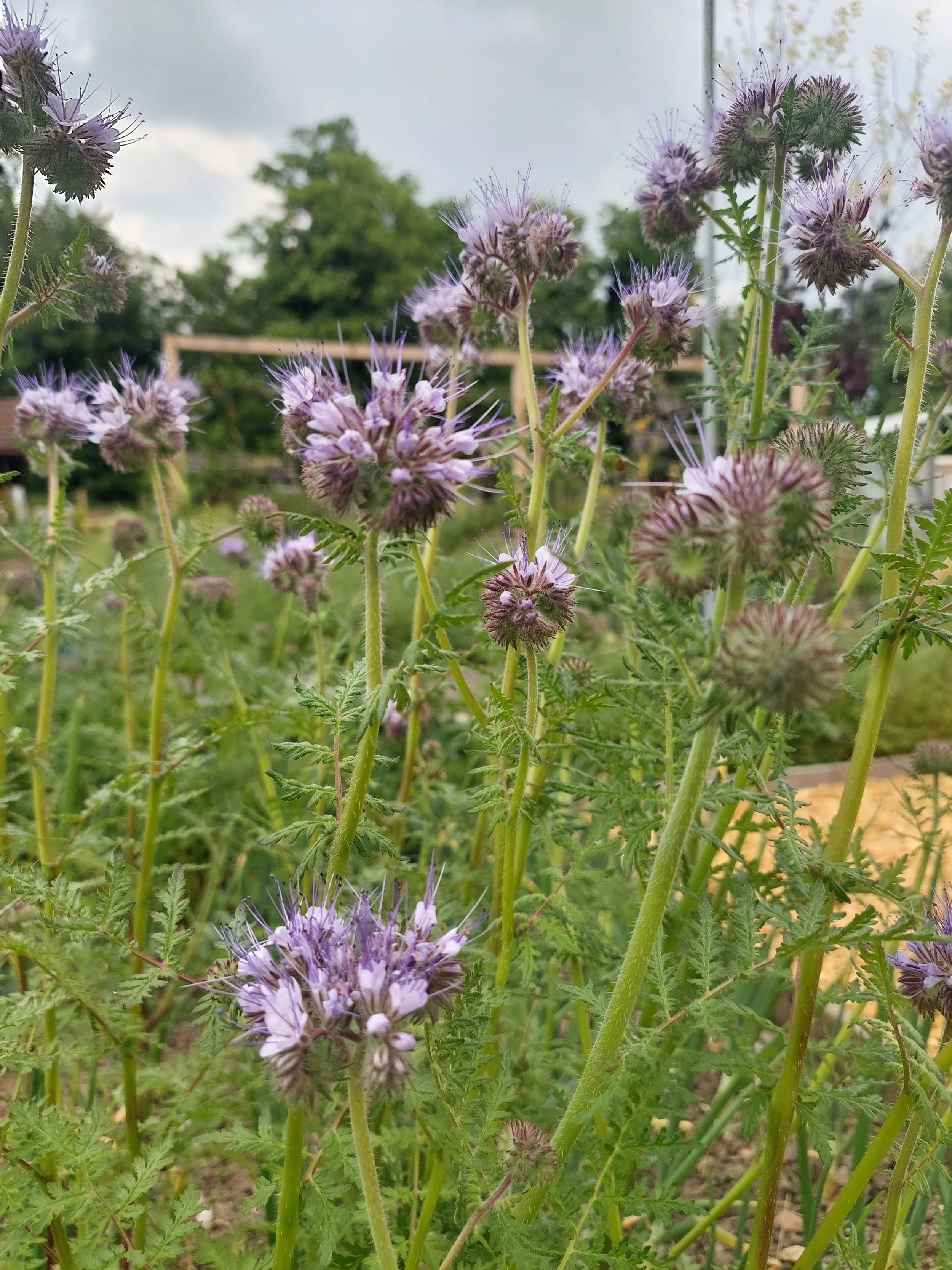 Phacelia in Blüte