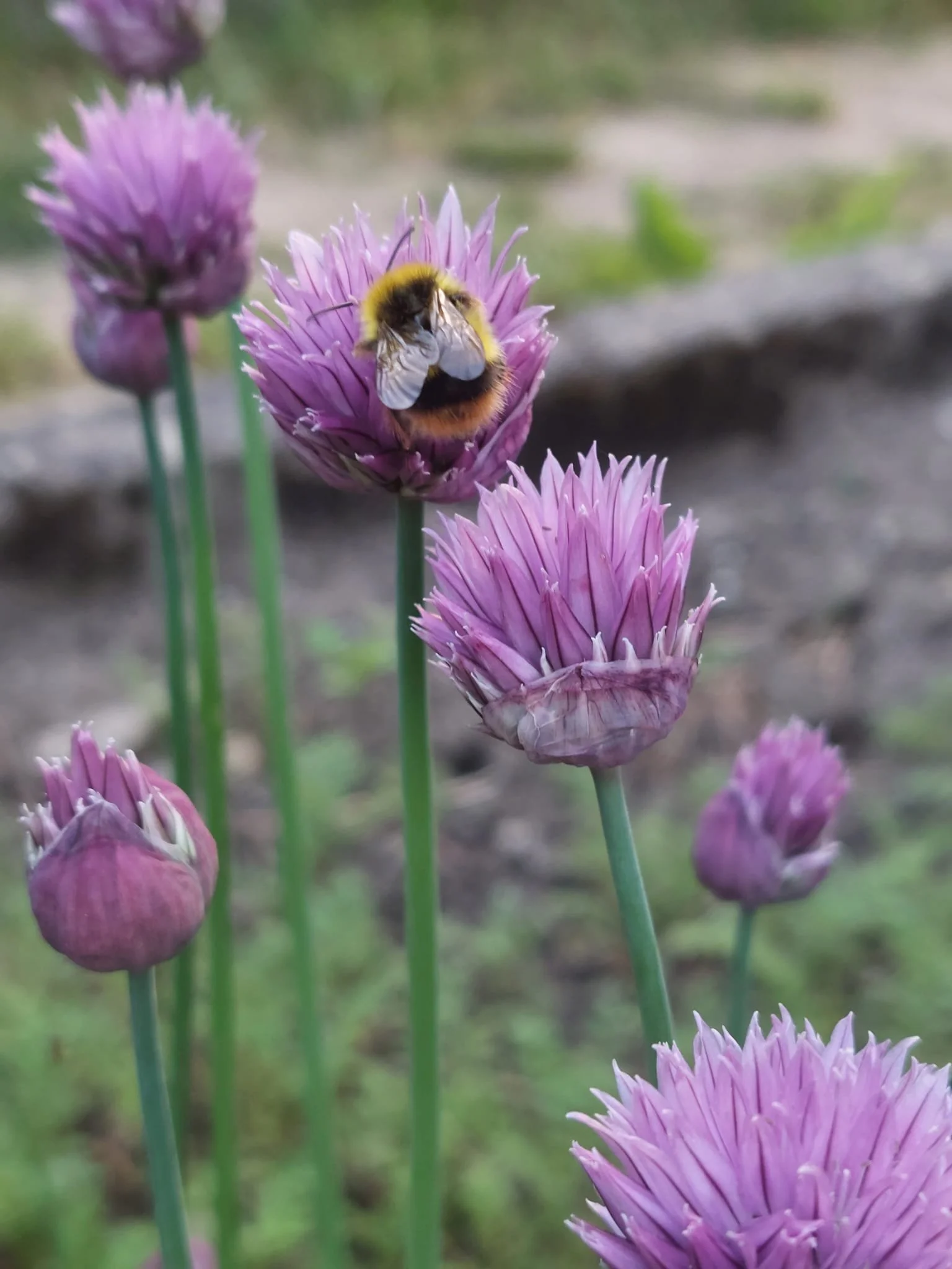 Blühender Schnittlauch