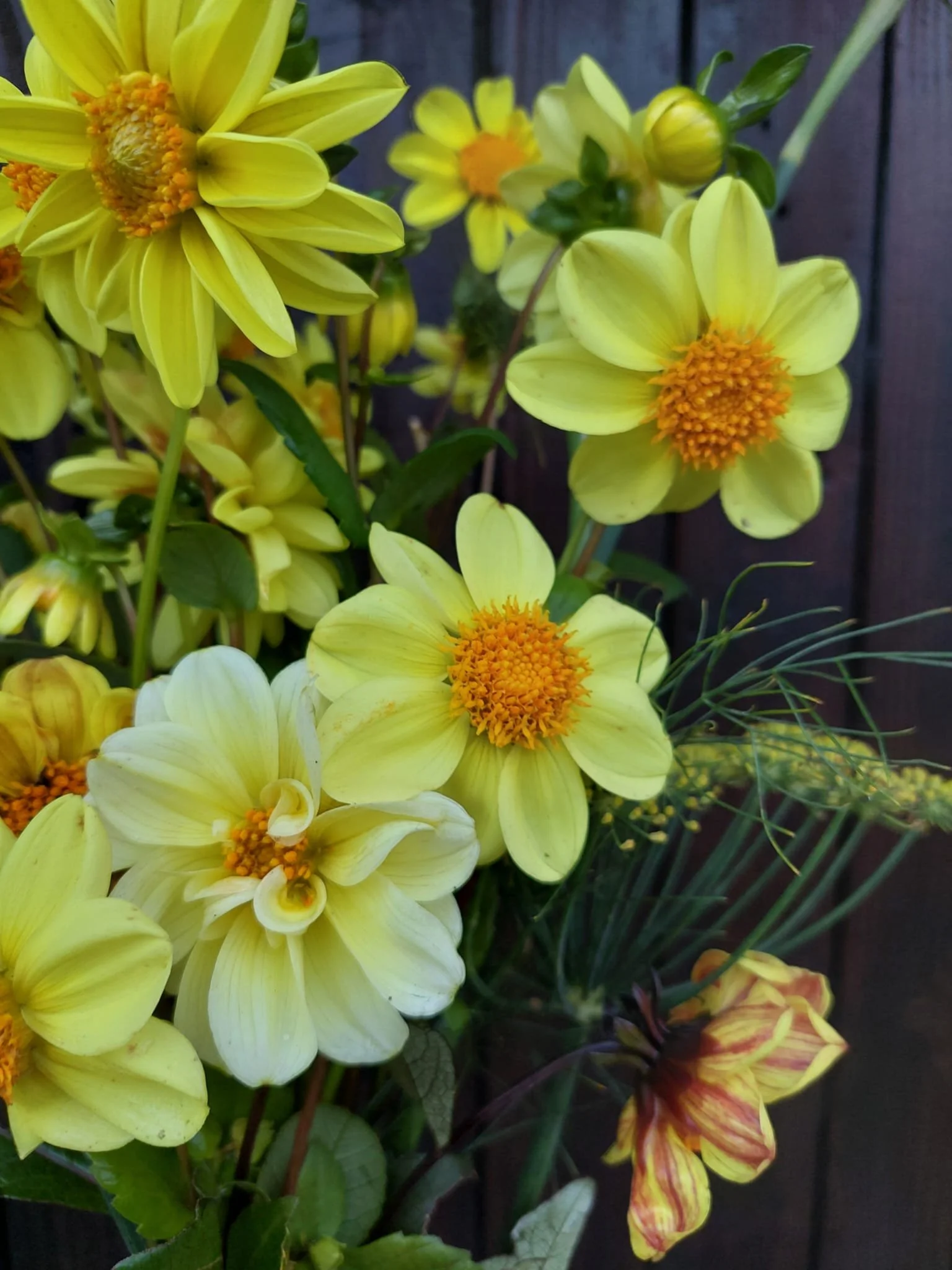 gelbe Dahlienvariationen