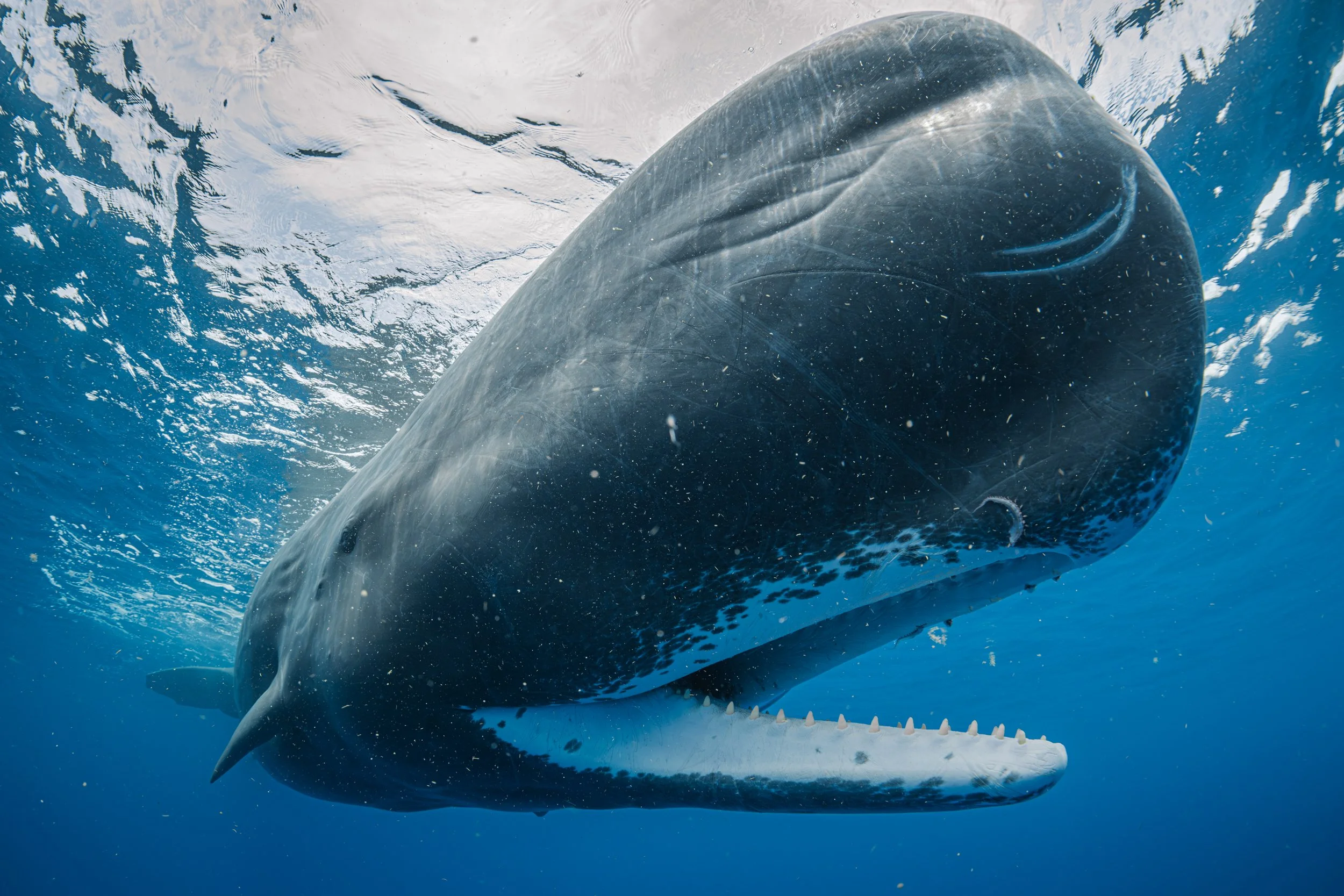 A professional underwater photo of a large sperm whale surfacing underwater with its mouth open, showing its conical teeth made for catching squid. There's a small squid tentacle hanging off its upper jaw in the waters of Domonica.