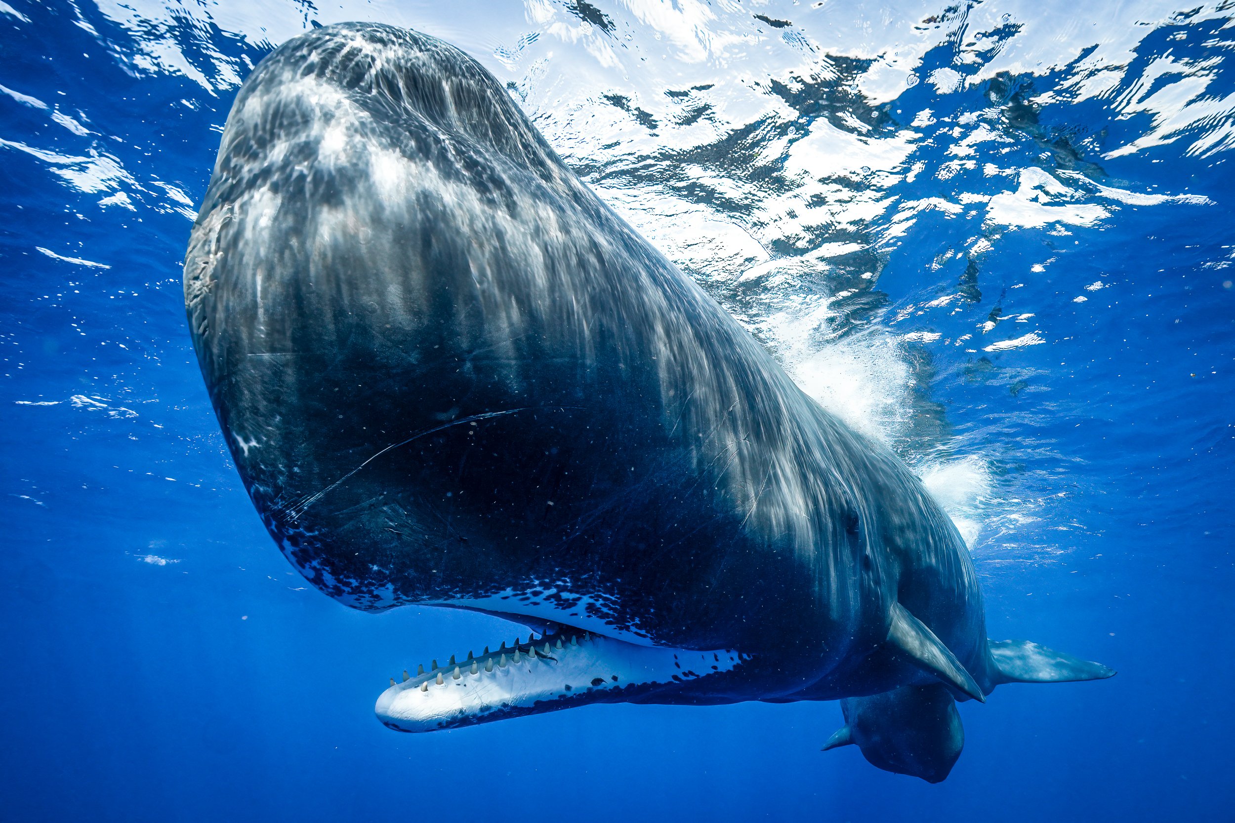 Portfolio Spermwhale mom and calf-1.jpg