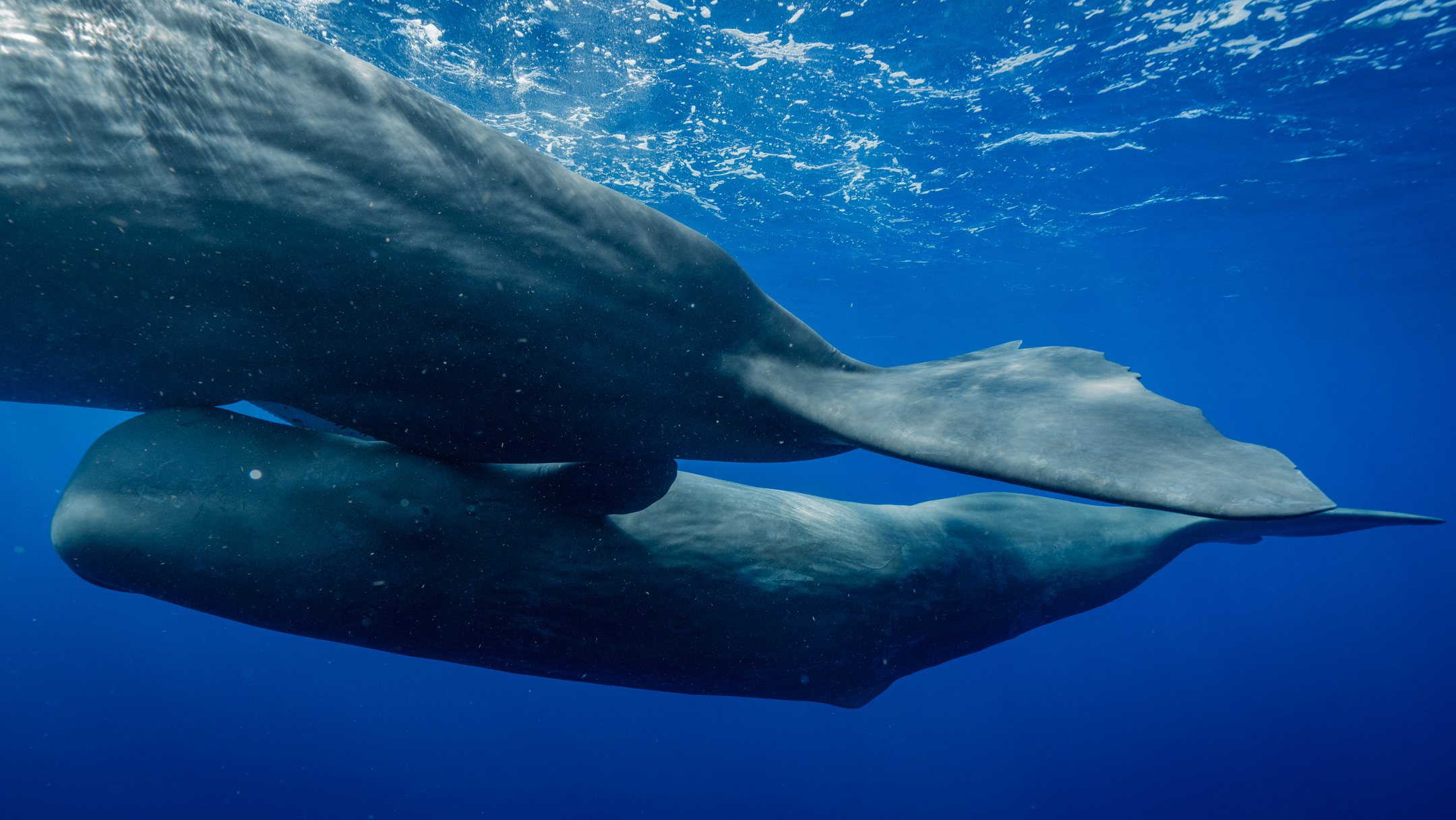 mom and calf 4-1.jpg