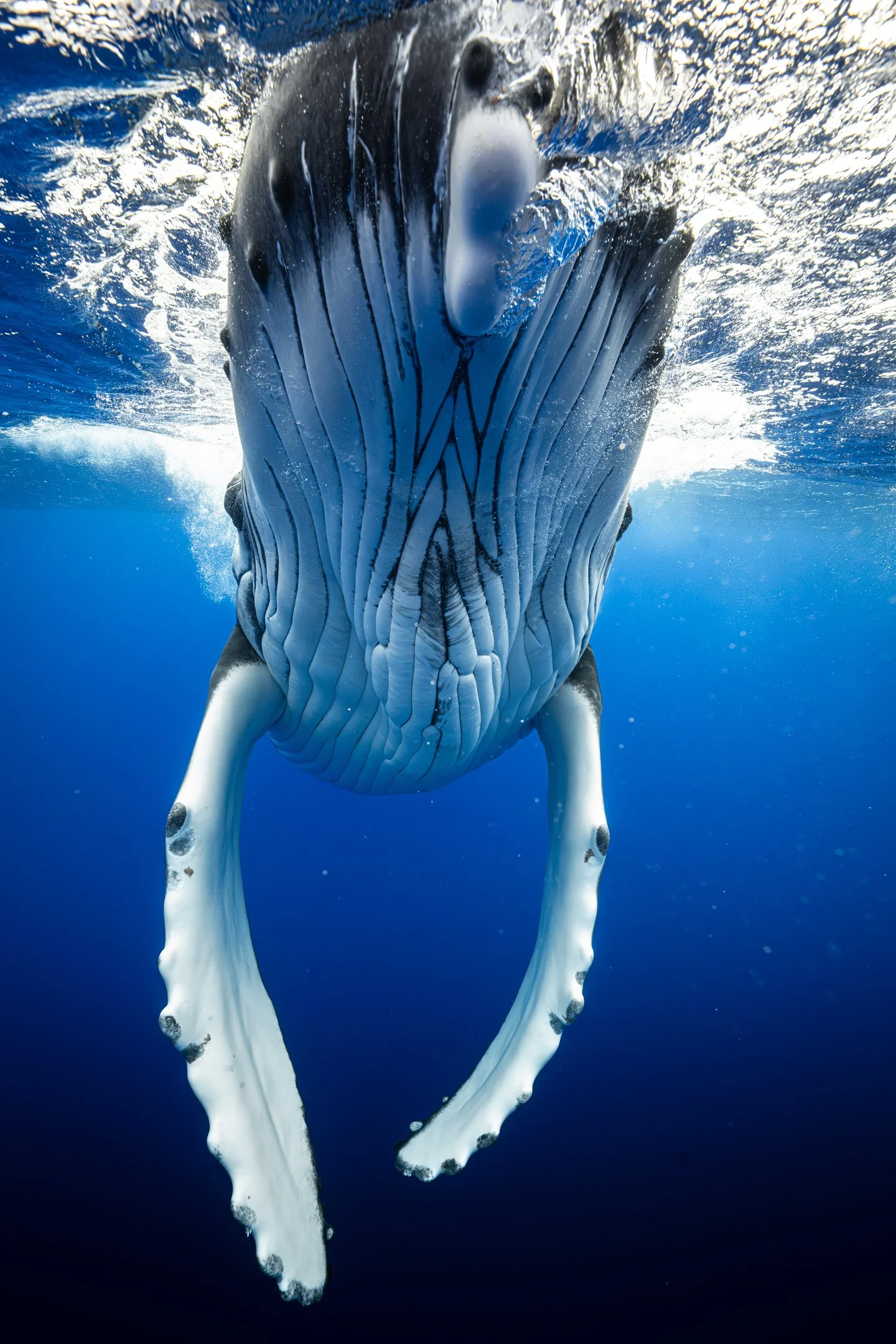 Kellon Spencer_ Sigma_14mm_1.4_Pacific-29.jpg