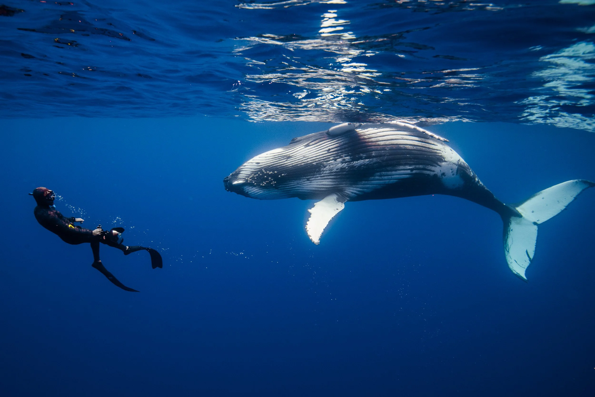 A diver in a black wetsuit and underwater camera, freediving next to a large humpback whale in the ocean.