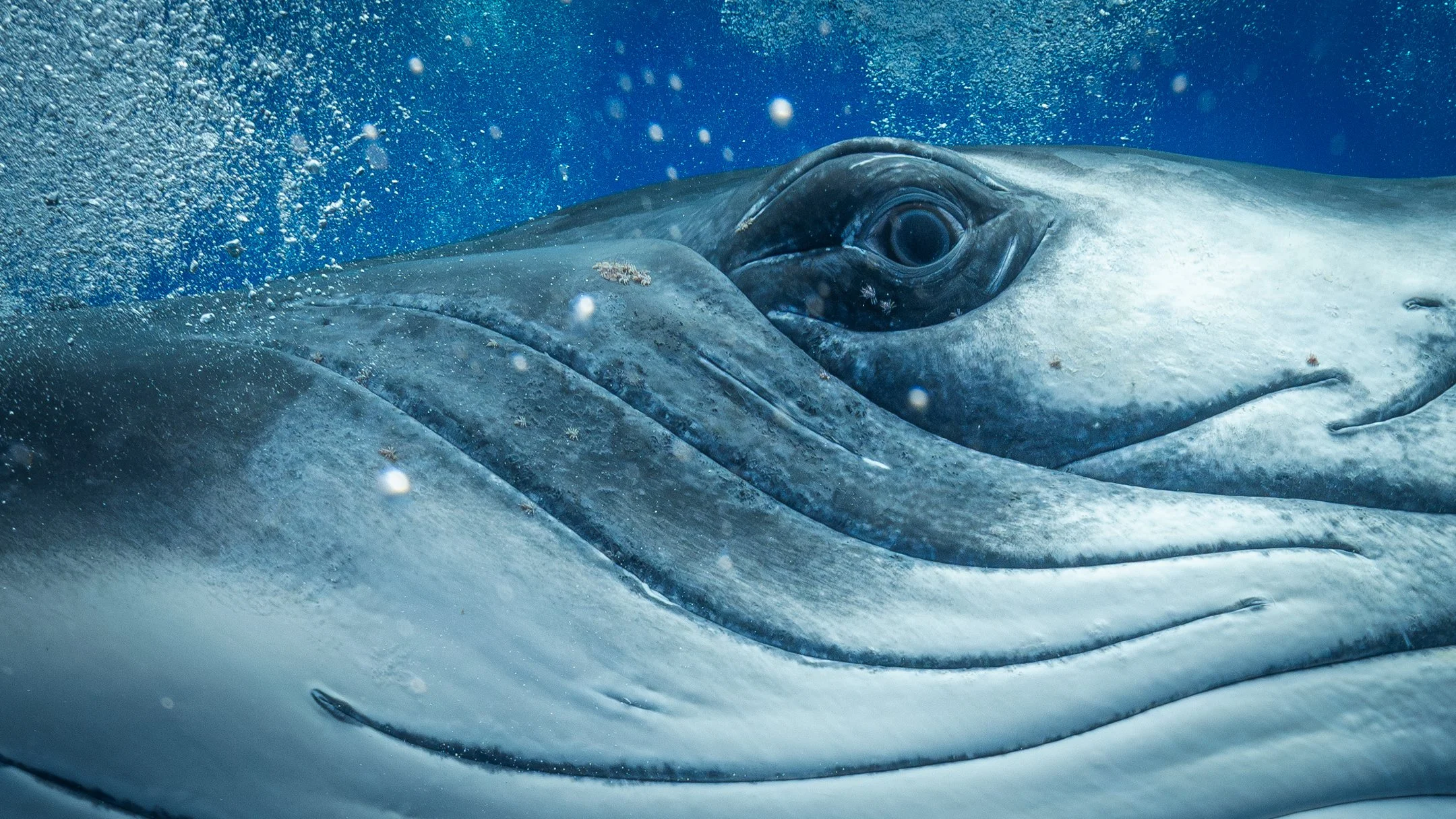 Underwater Whale Photography with the Sigma 14mm F1.4 DG DN Art Lens - Lens review