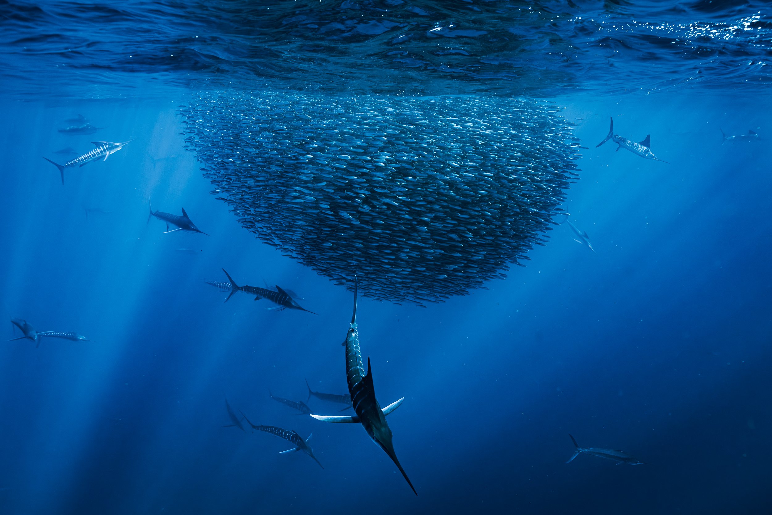 A professional underwater photo of a  large school of small fish swirling in a ball formation underwater, with several marlins swimming nearby in the blue ocean of the sea of cortez. Taken during the Sardine run.
