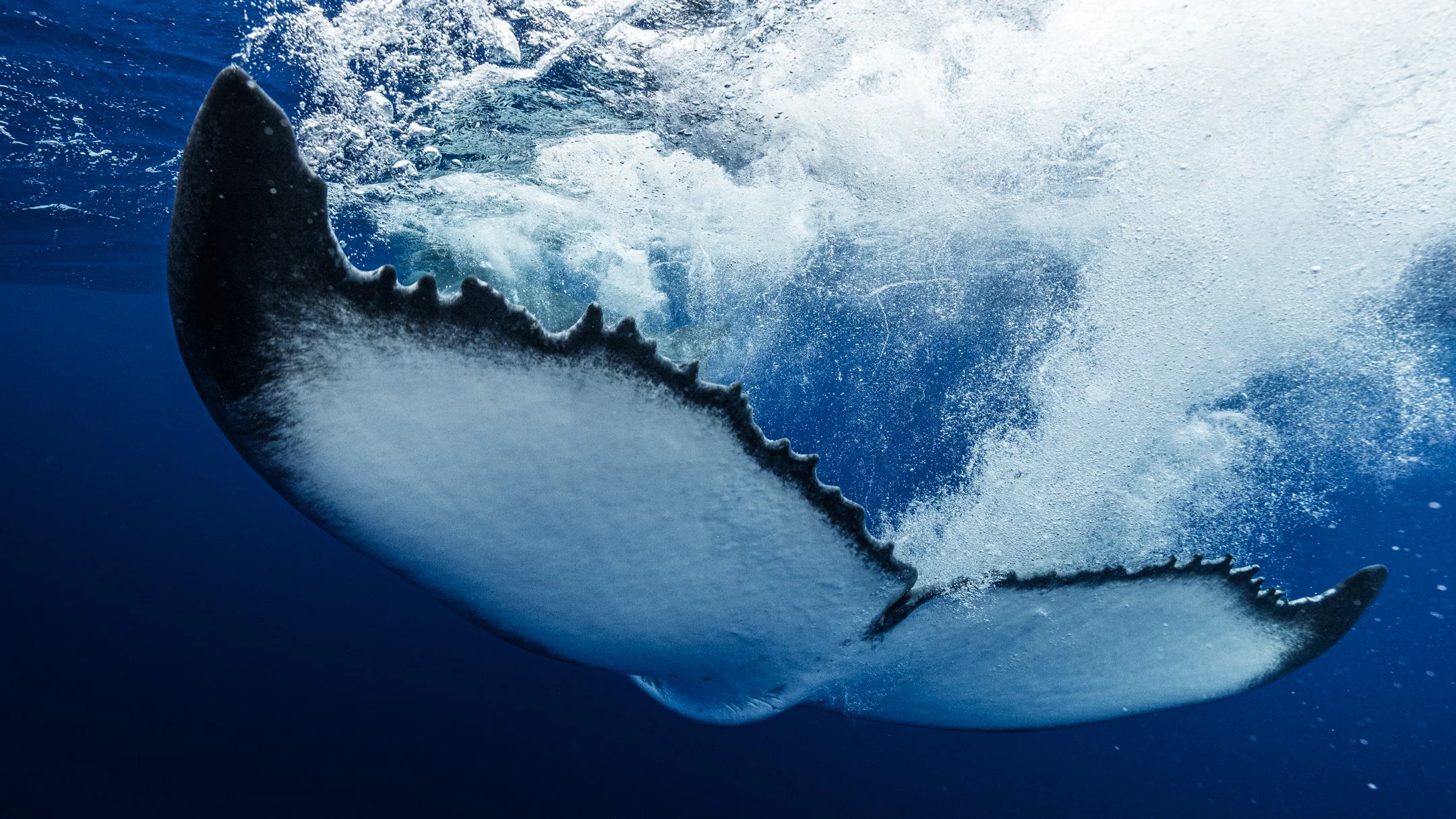 Kellon Spencer_sigma 14mm 1.4_end use-1.jpg