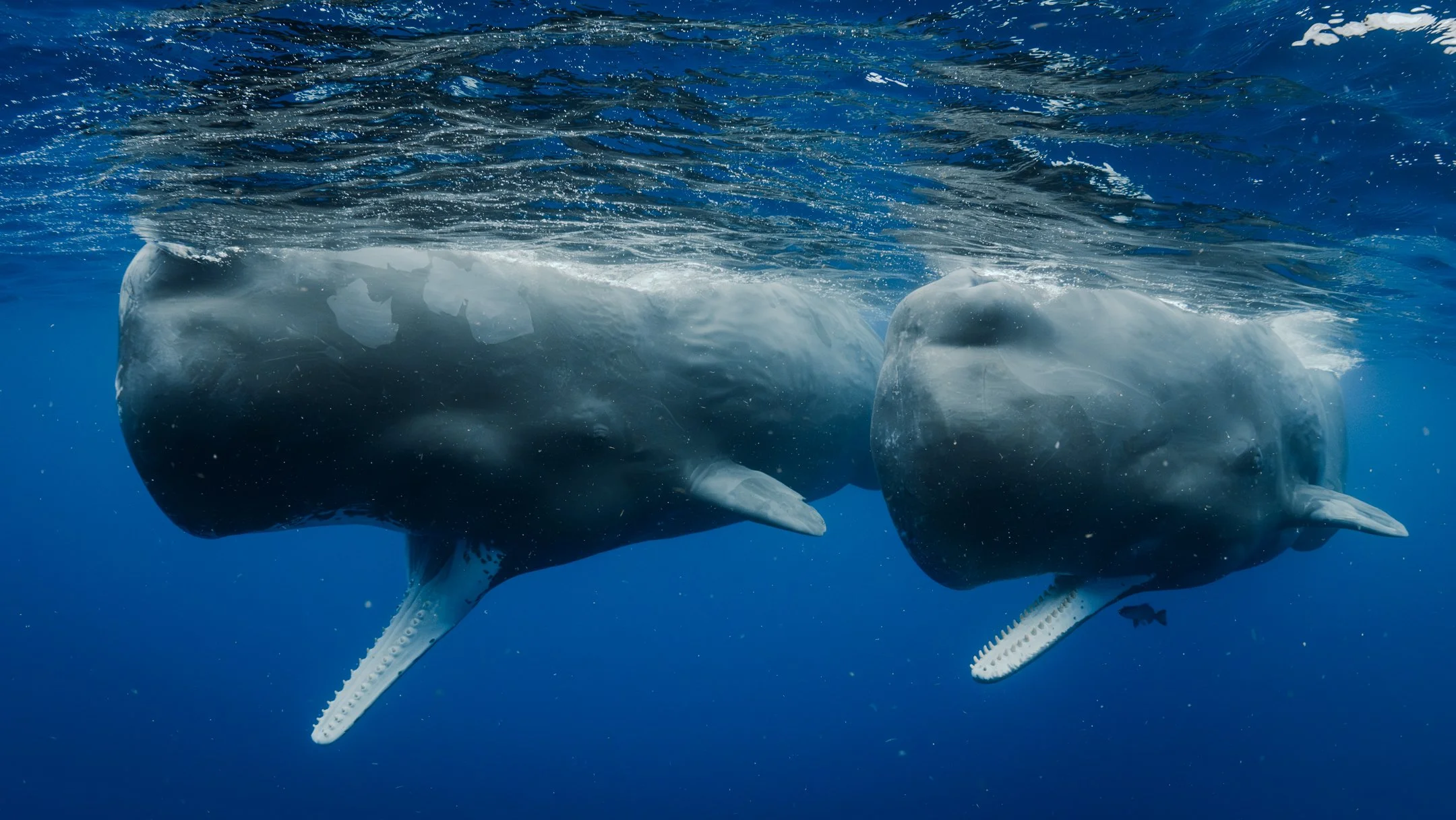 Sigma_15mm_Diagnal fishey_ Deliverables -49.jpg