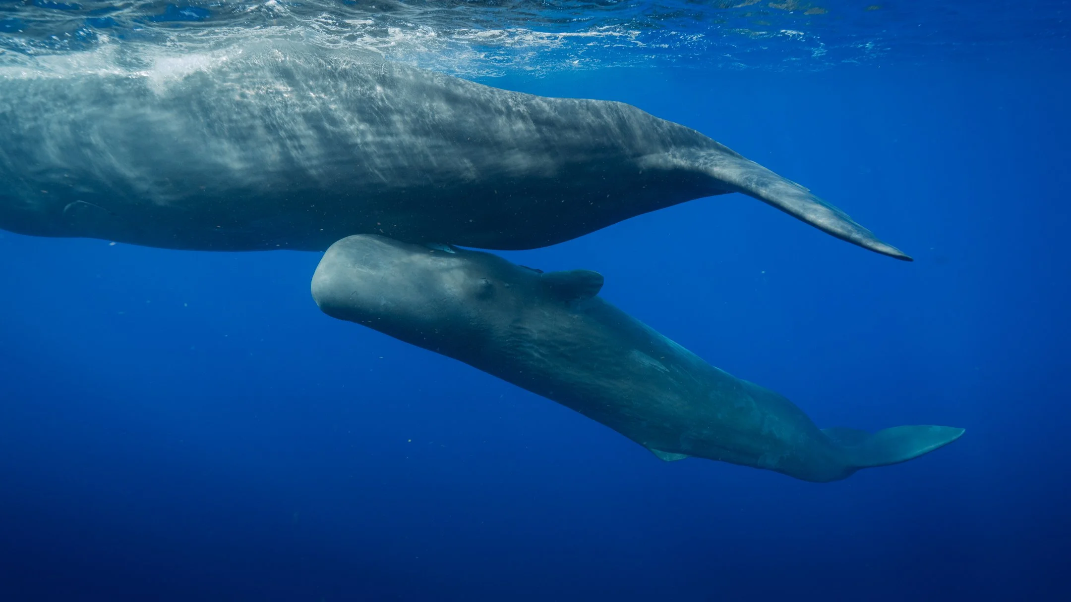 mom and calf 5-1.jpg