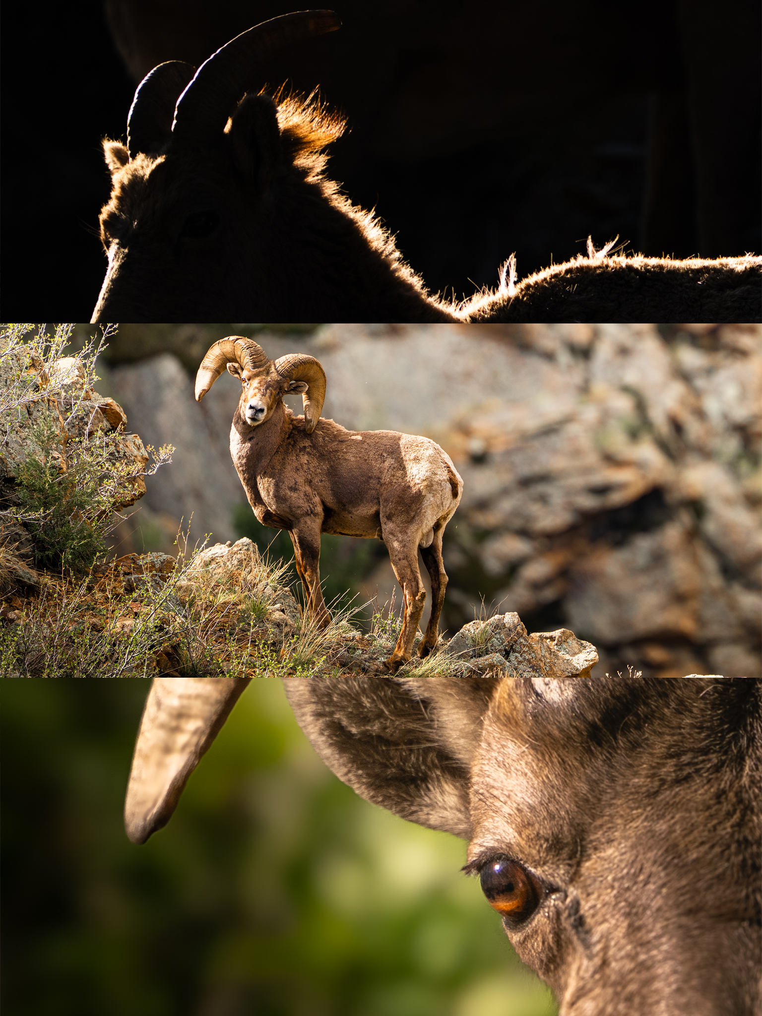 Close-up of a goat's face with brown fur, large eye, and ear in the foreground; a mountain goat with curved horns standing on rocky terrain in the background.