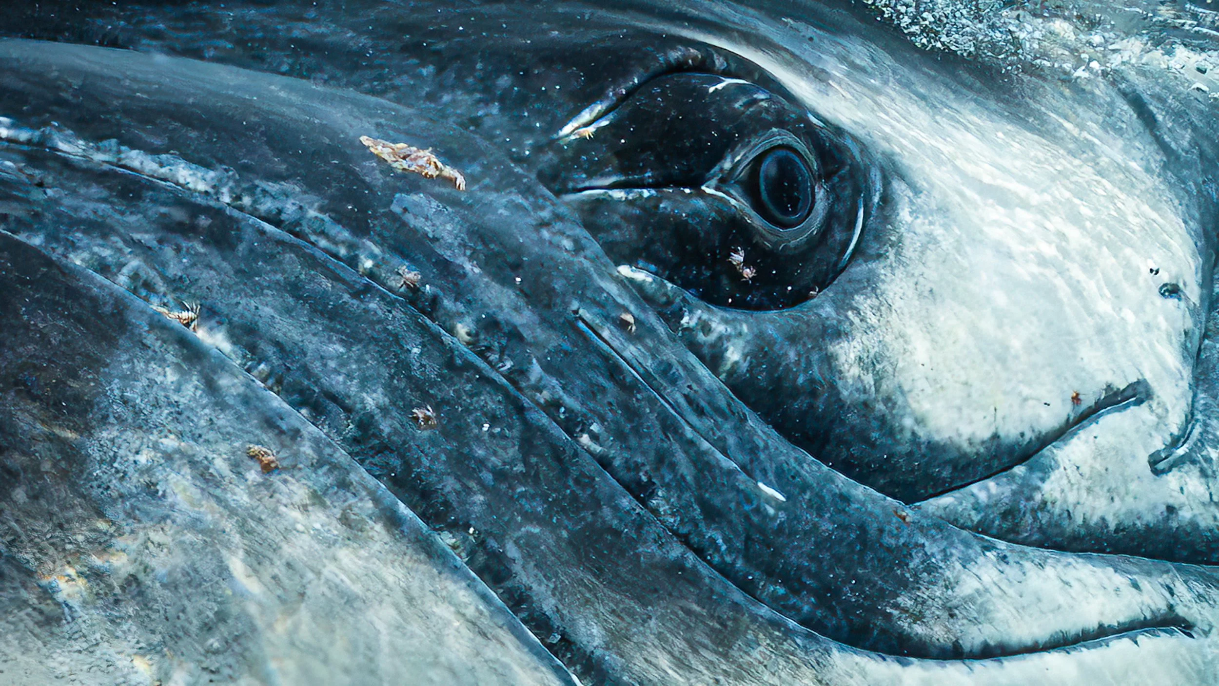 Close-up of a whale's eye and surrounding skin, showing textured and wet skin.