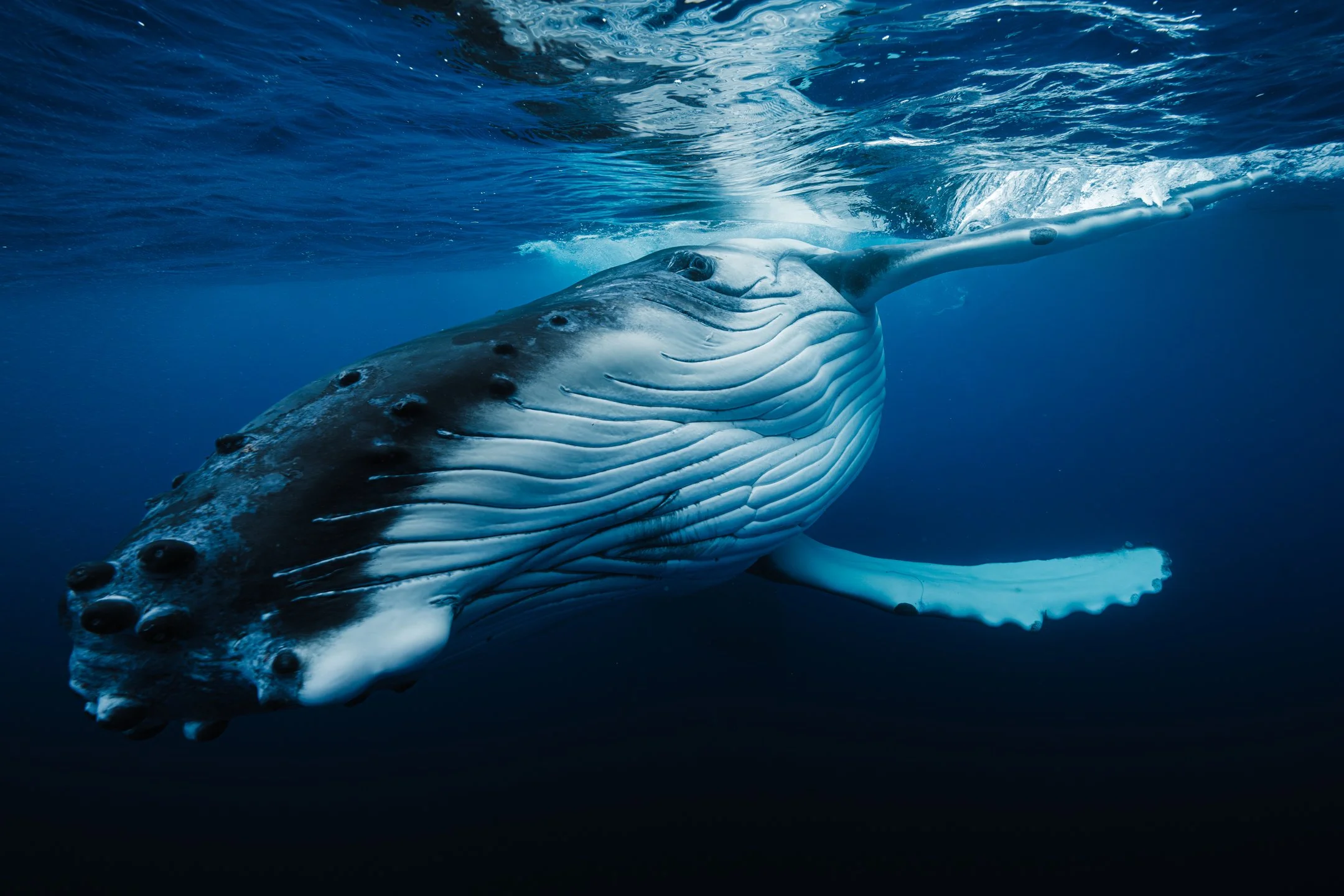 Kellon Spencer_ Sigma_14mm_1.4_Pacific_over under-3.jpg