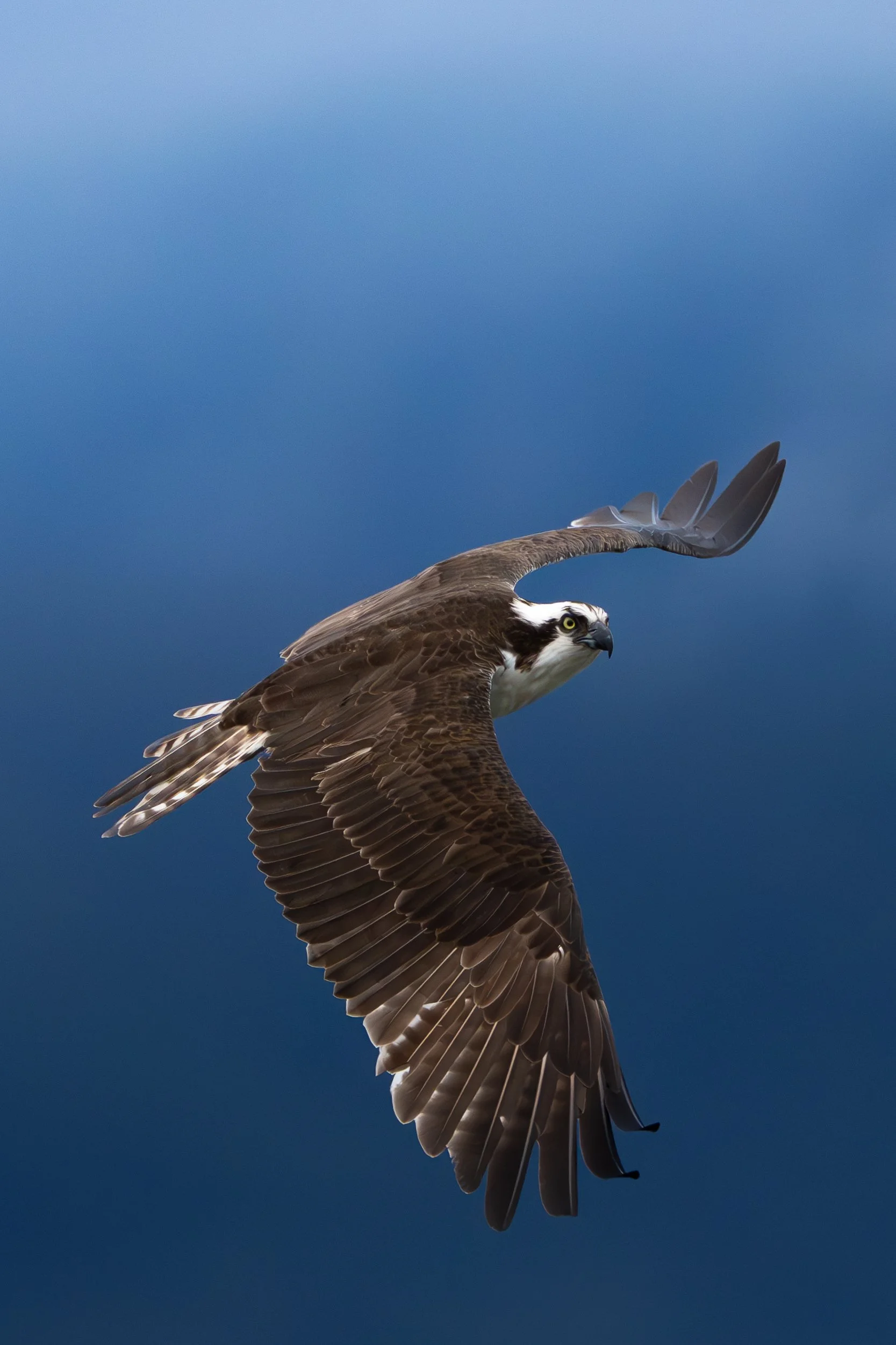 An osprey bird flying against a blue sky with its wings spread wide.