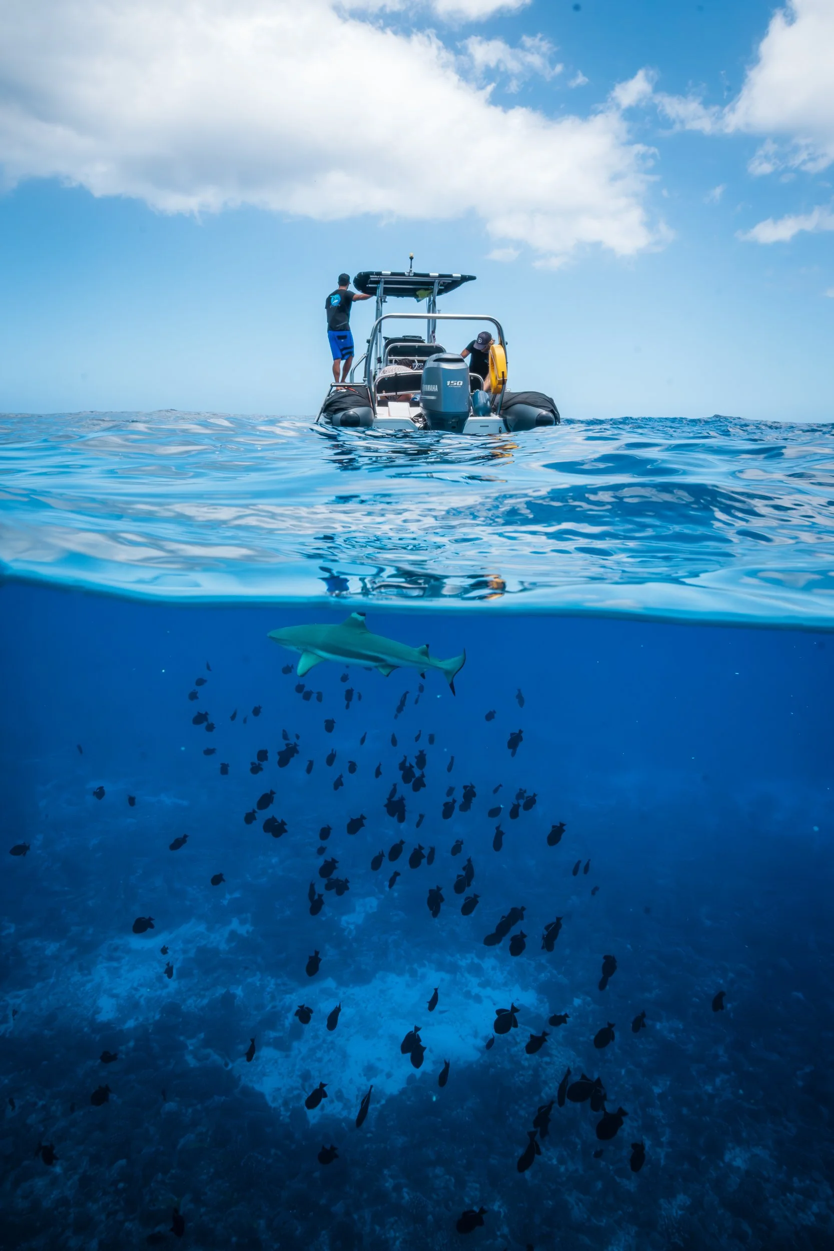 People on a boat in the ocean, with a view below the water showing a shark swimming near a school of fish on a sunny day.