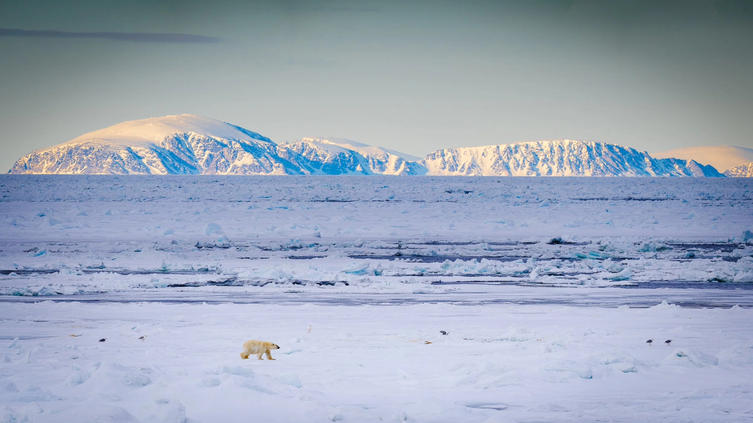 A polar bear walking on snow and ice in the Arctic with mountains in the background of Svalbard, Norway.